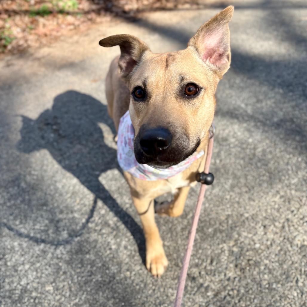 Enlarge Olga, a Adoptable Mixed Breed in Rocky Mount, VA image 5/6