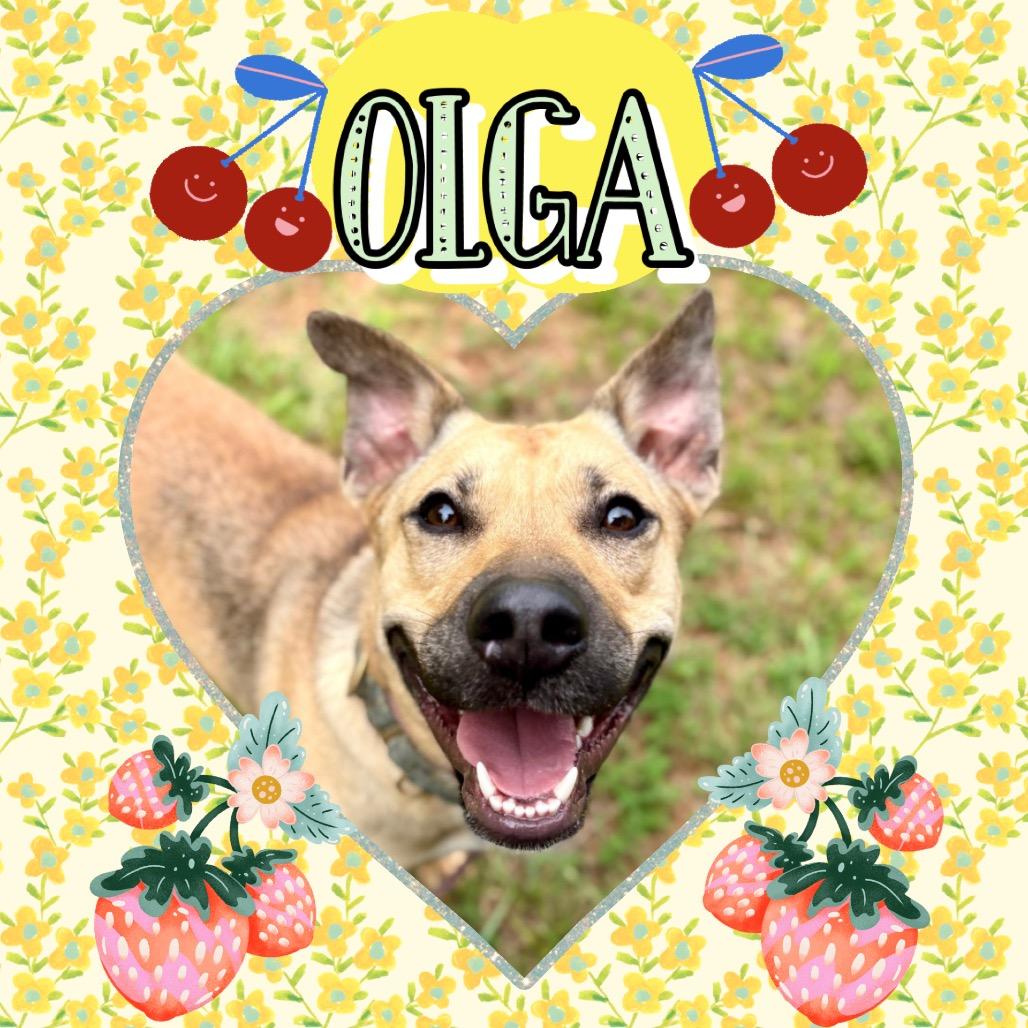 Enlarge Olga, a Adoptable Mixed Breed in Rocky Mount, VA image 5/6