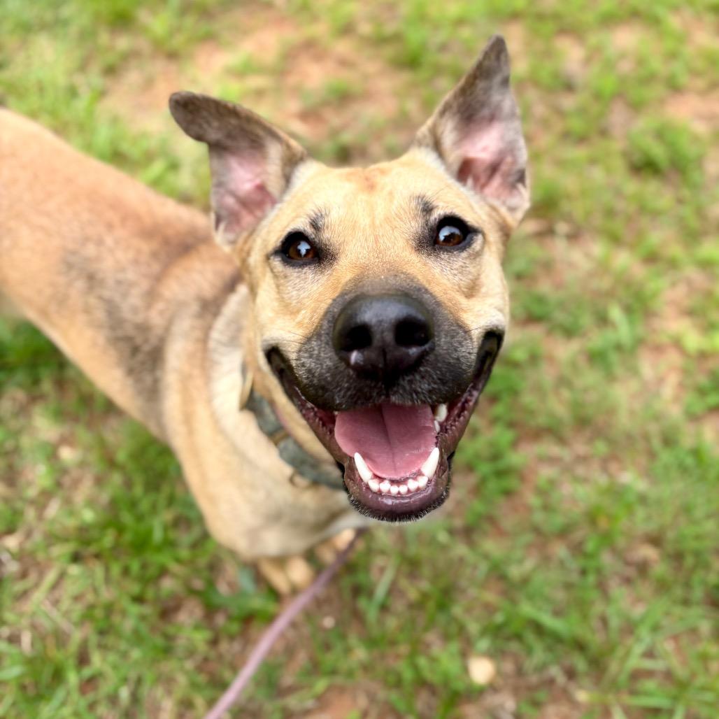 Enlarge Olga, a Adoptable Mixed Breed in Rocky Mount, VA image 5/6