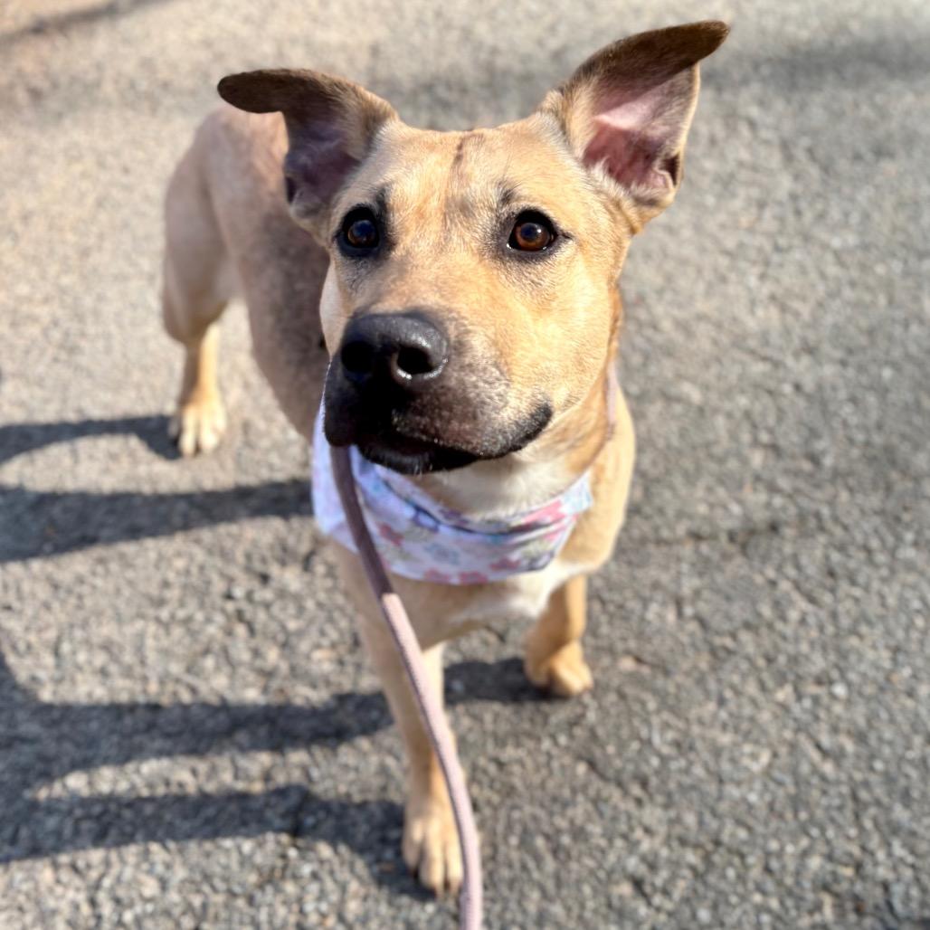 Enlarge Olga, a Adoptable Mixed Breed in Rocky Mount, VA image 6/6