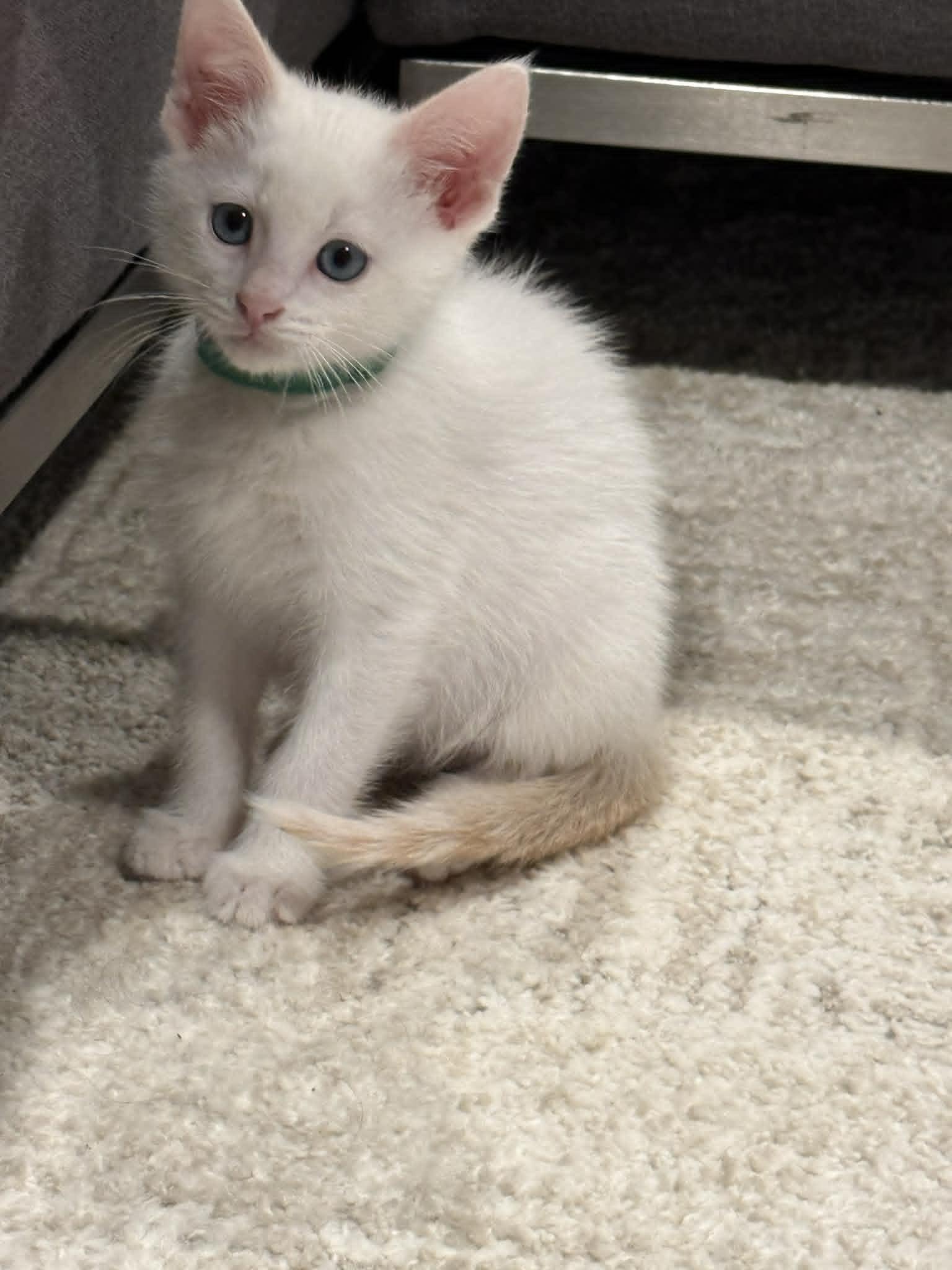 Queso, adopted, Kitten Male Siamese.