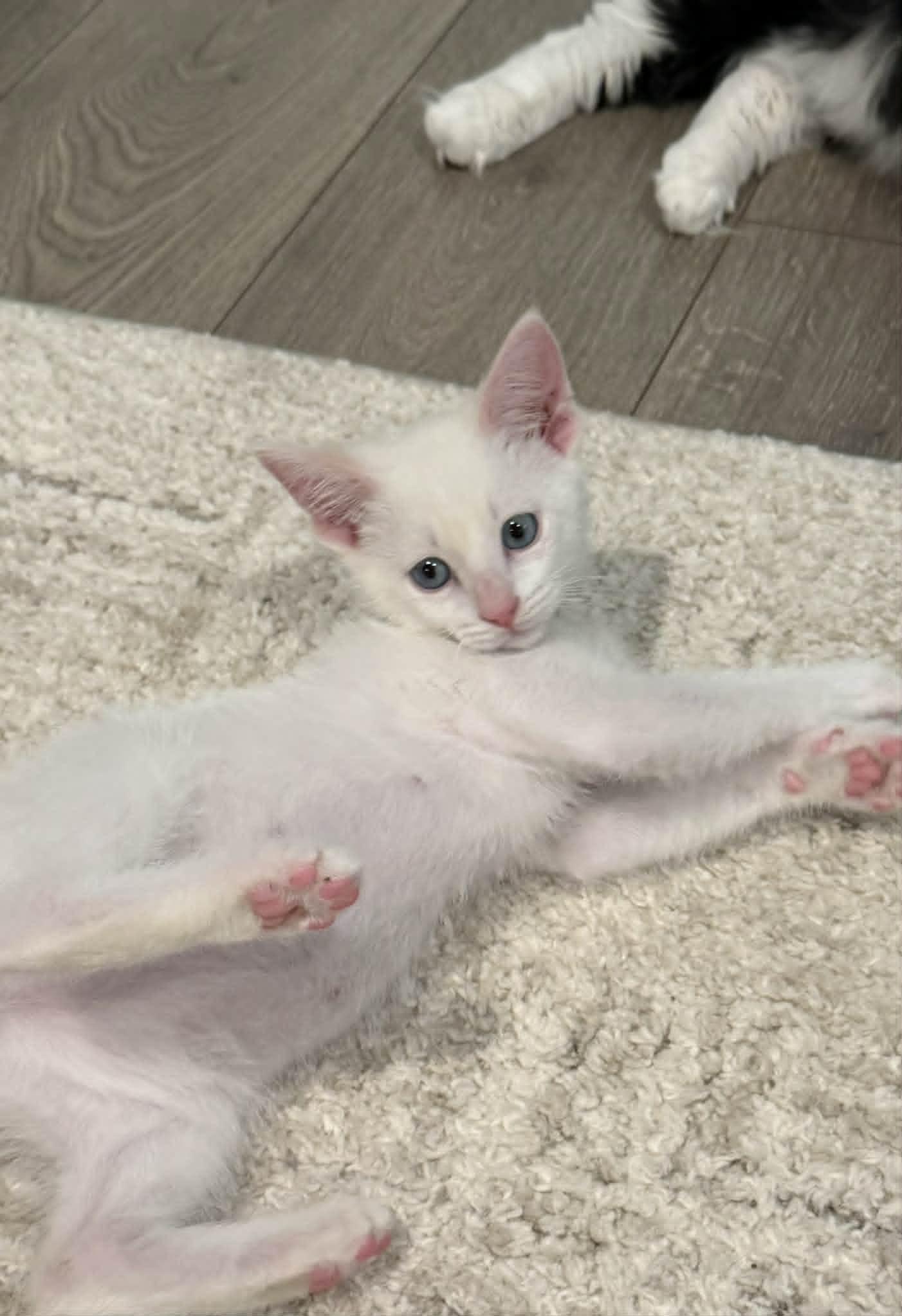 Queso, an adopted Siamese in Overland Park, KS image 3/4