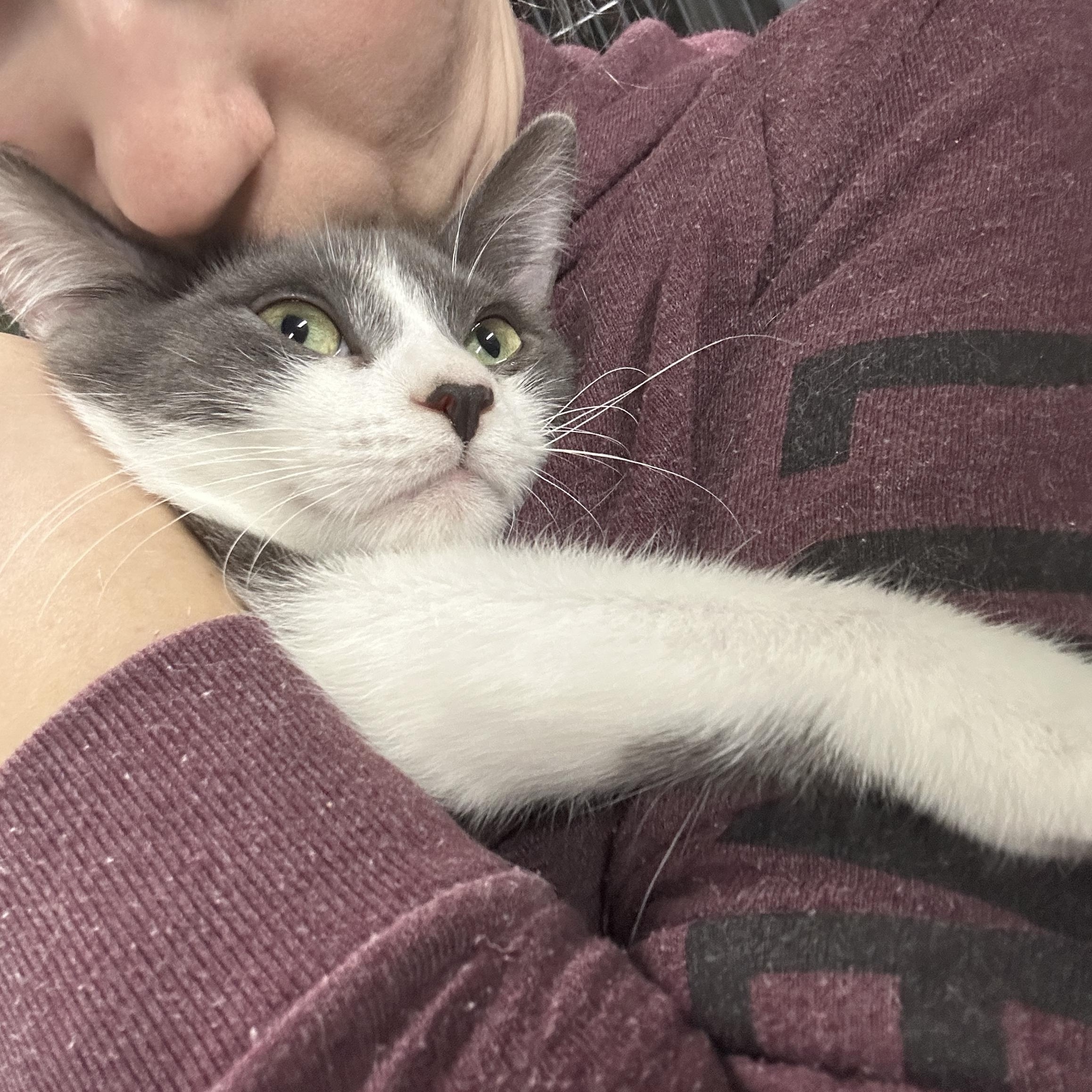 SHANIA, a Adoptable Domestic Short Hair in Tillsonburg, ON image 1/2