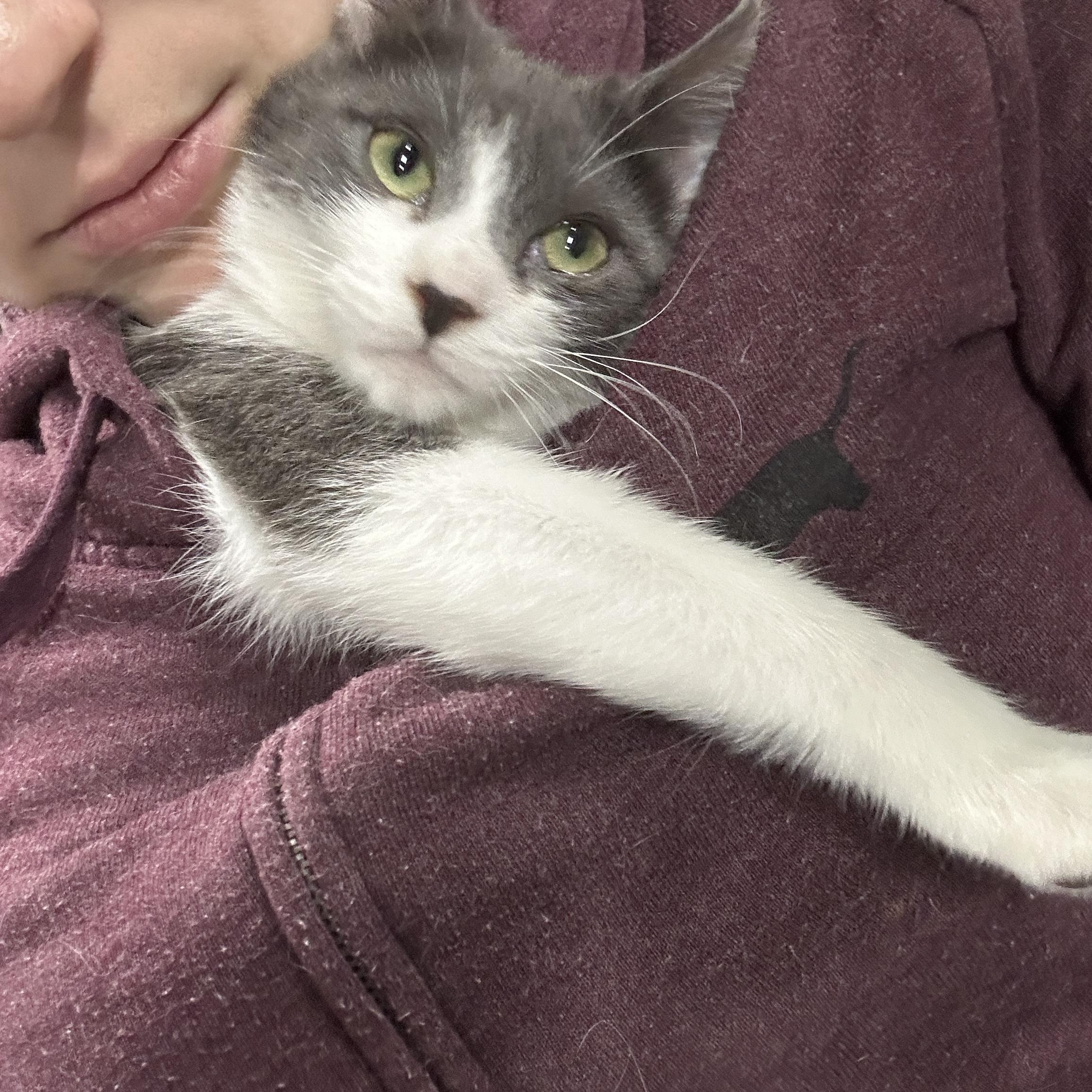 SHANIA, a Adoptable Domestic Short Hair in Tillsonburg, ON image 2/2