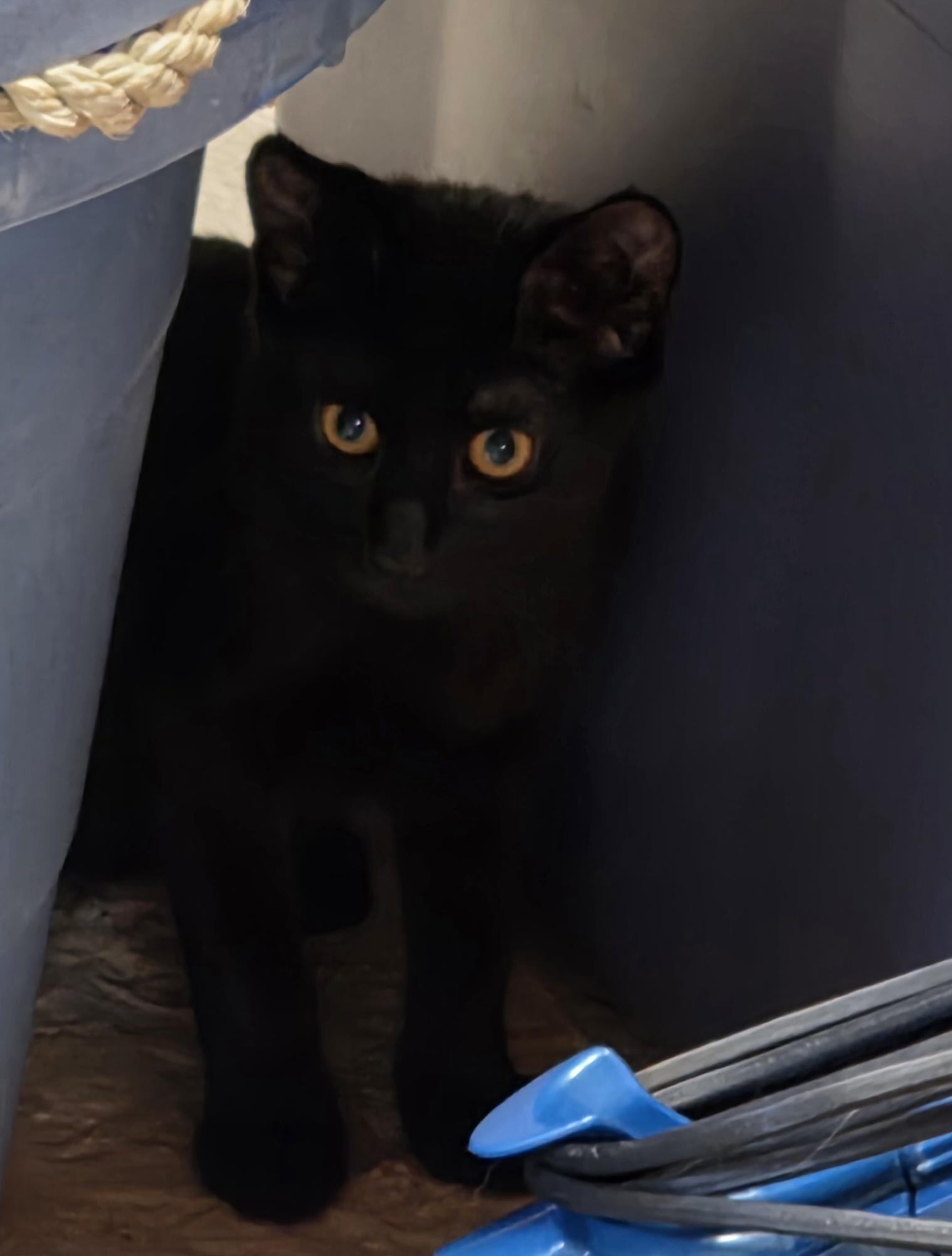Barnaby, Adopted, Young Male Domestic Short Hair.