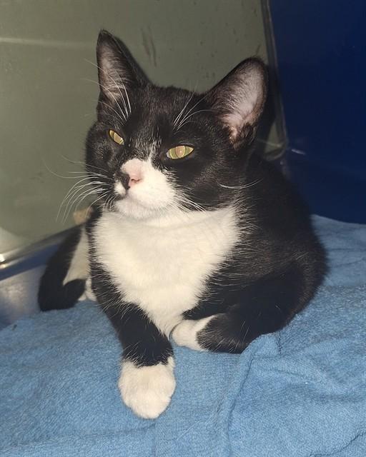 Enlarge JASPER, a Adoptable Domestic Short Hair in Westminster, MD image 1/1