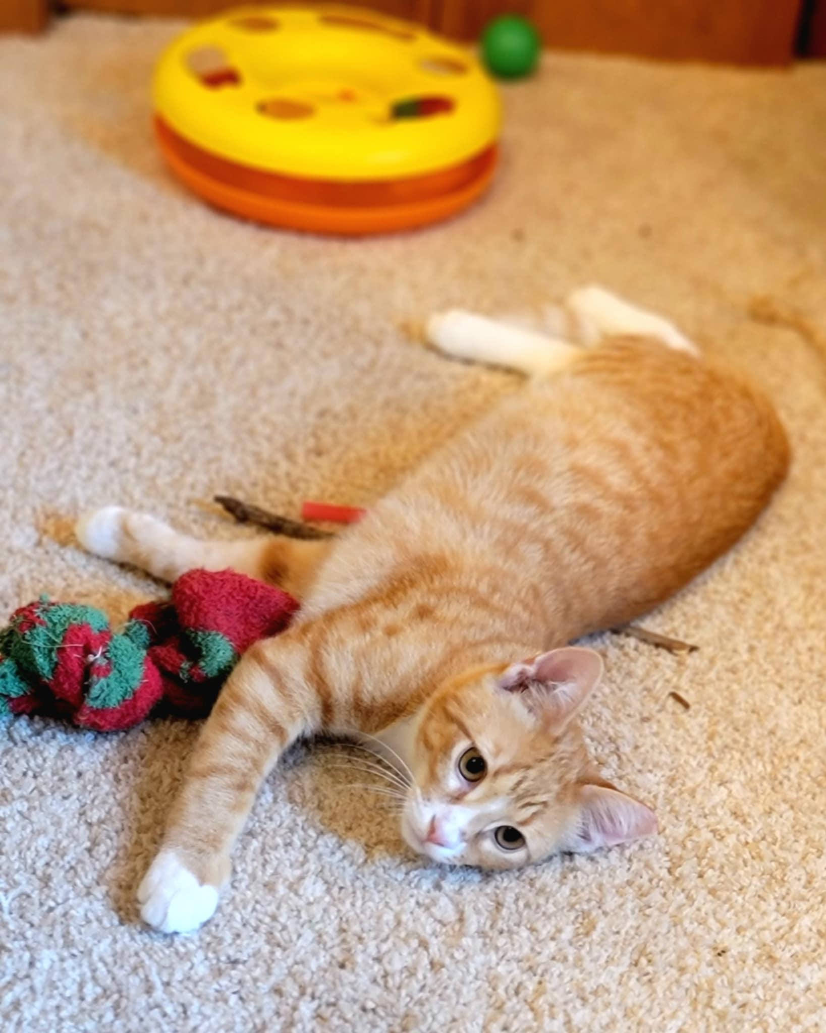 Enlarge Sunny, an adopted Domestic Short Hair in Mount Juliet, TN image 3/5