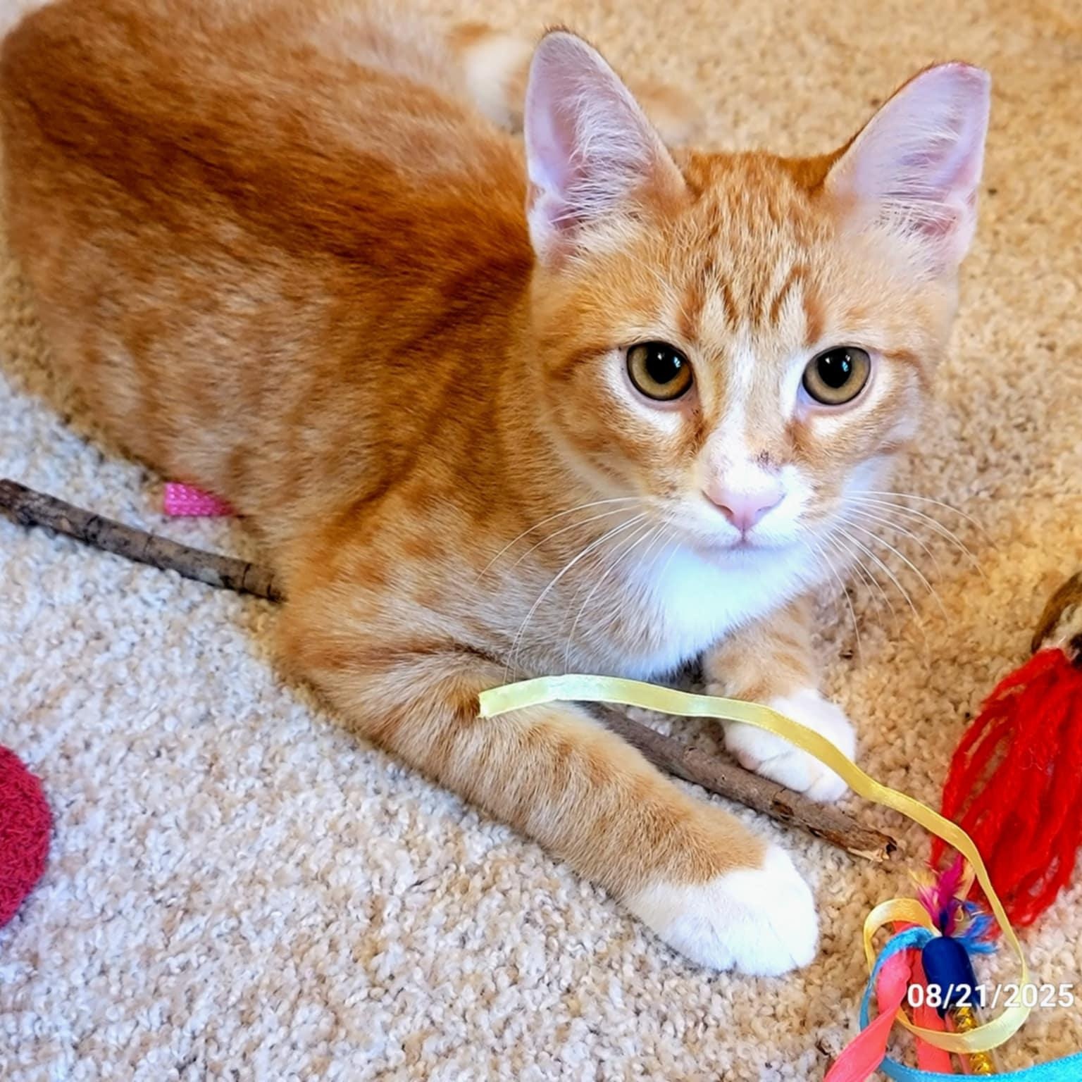 Enlarge Sunny, an adopted Domestic Short Hair in Mount Juliet, TN image 4/5