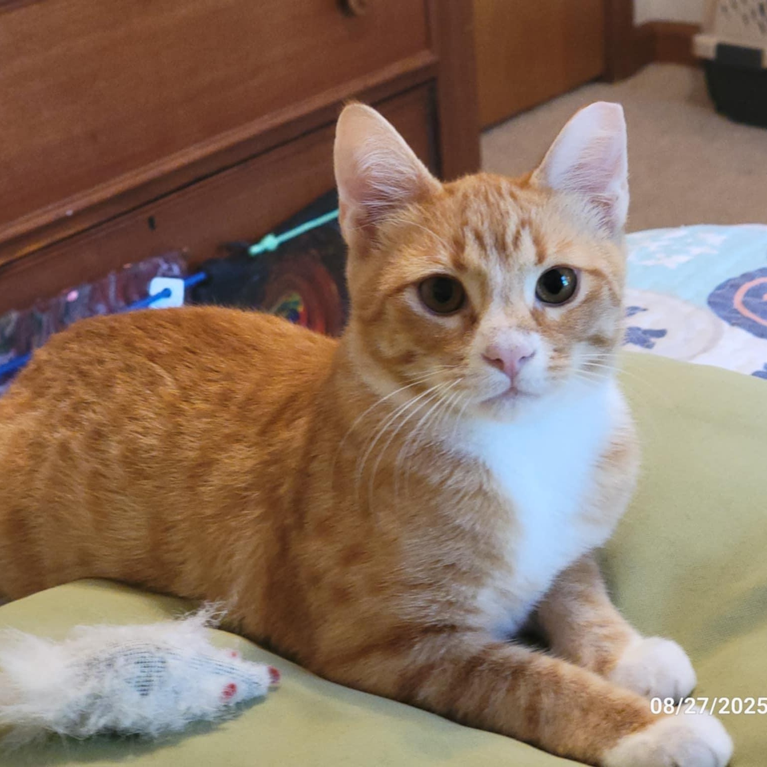 Sunny, Adoptable, Young Male Domestic Short Hair.