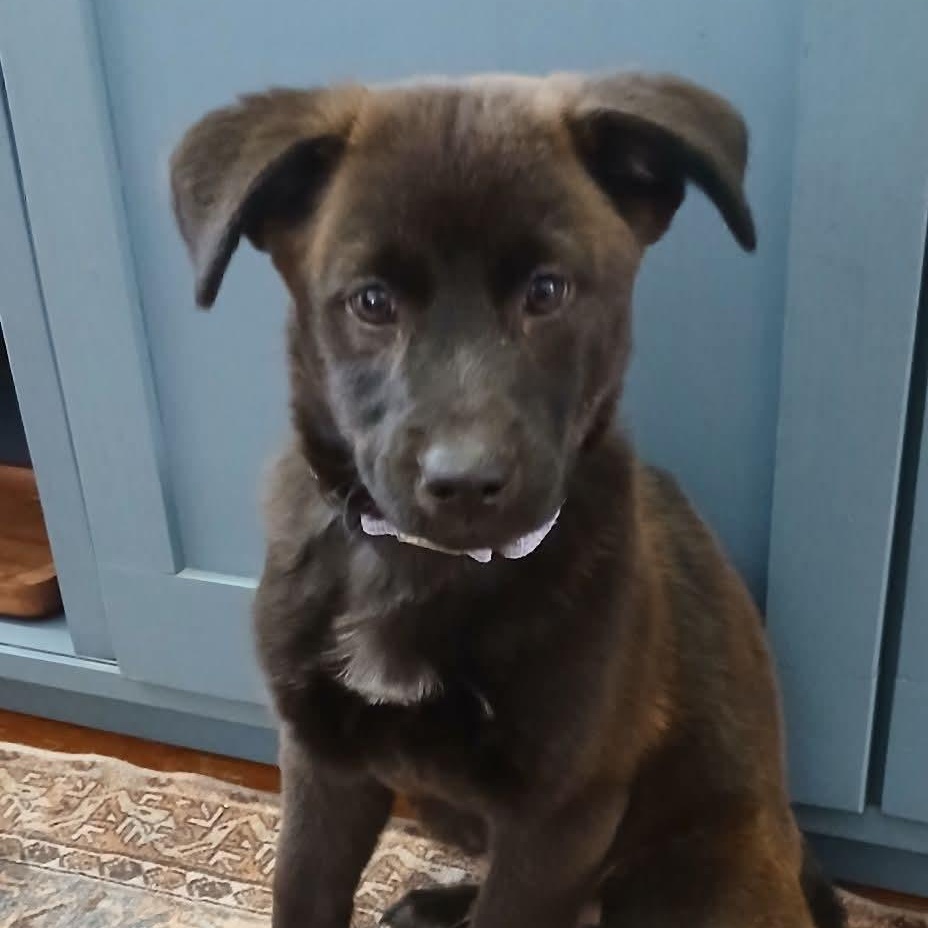 Remington, Adoptable, Puppy Male Labrador Retriever.