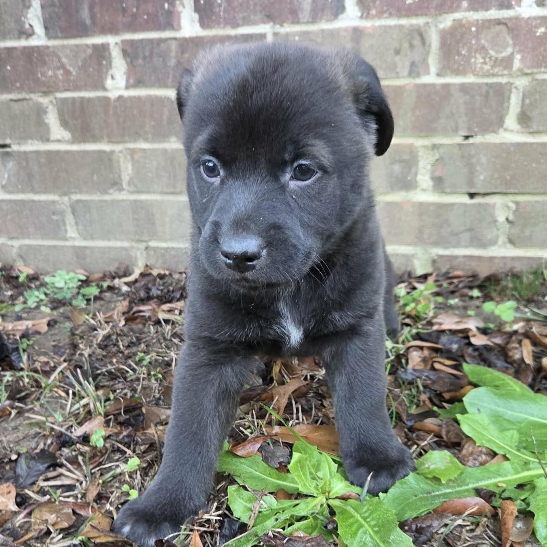 Remington, Adoptable, Puppy Male Labrador Retriever.