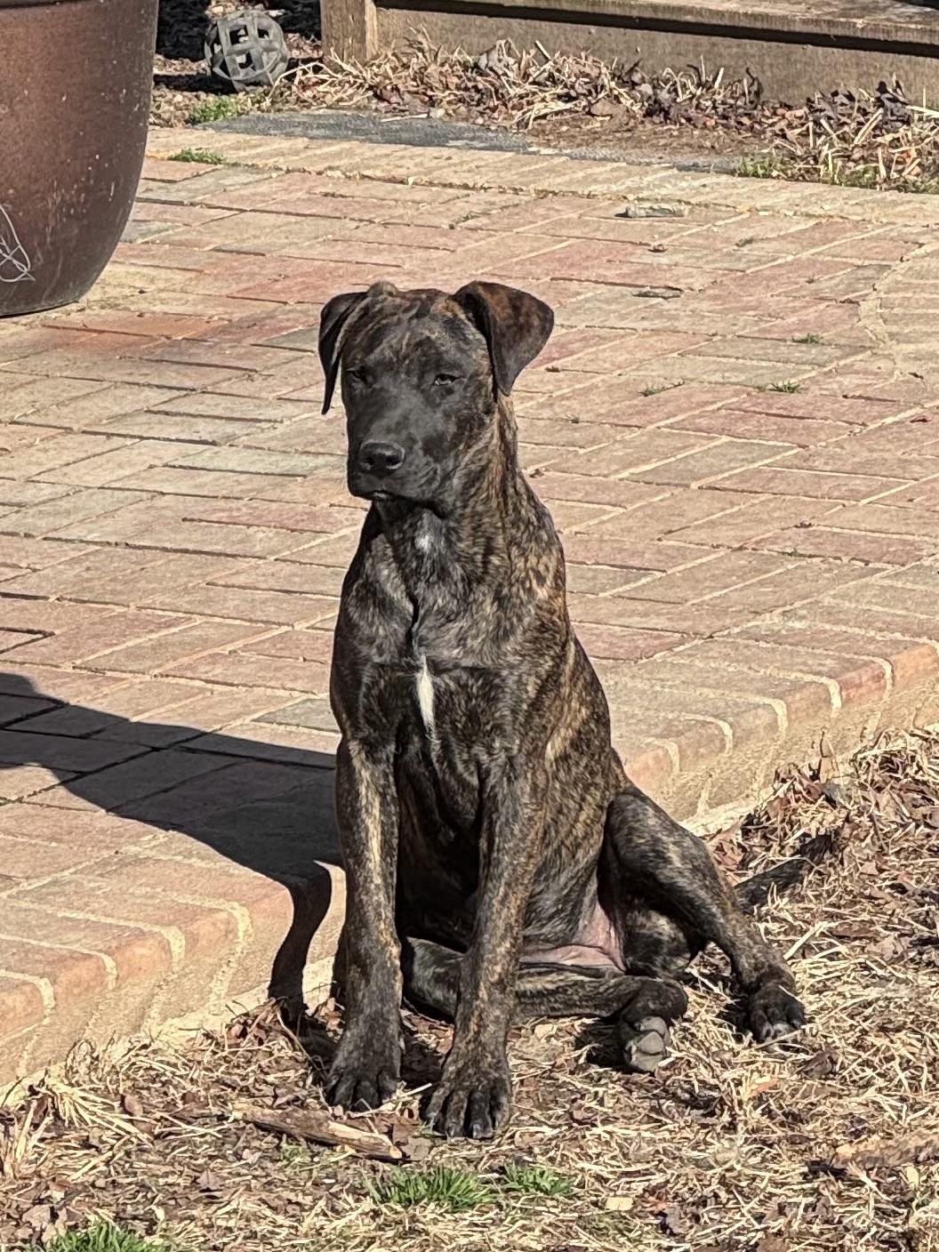 Enlarge Cora, an adopted mixed breed in Monroe, NC image 6/6