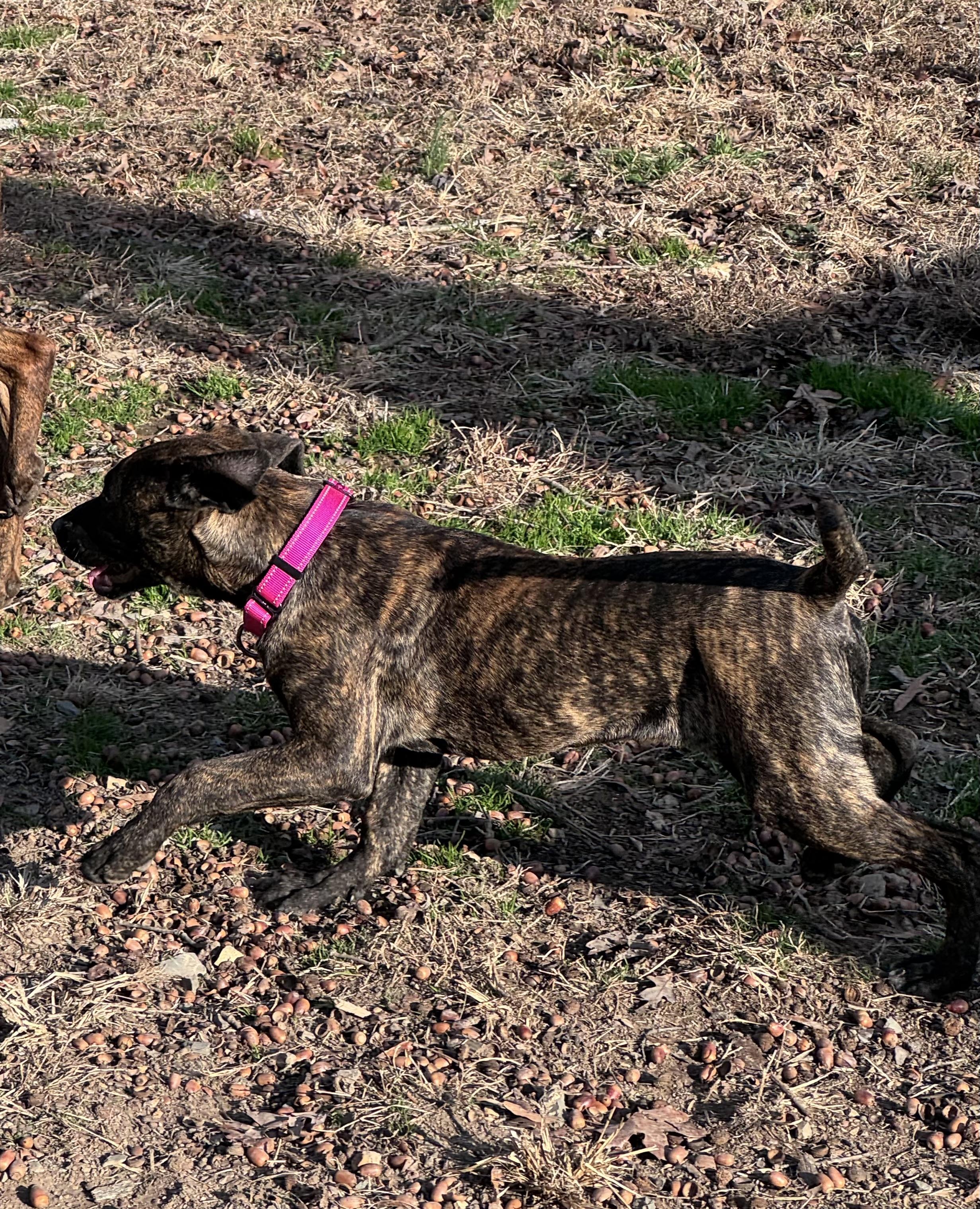 Enlarge Cora, a ADOPTABLE mixed breed in Monroe, NC image 4/4