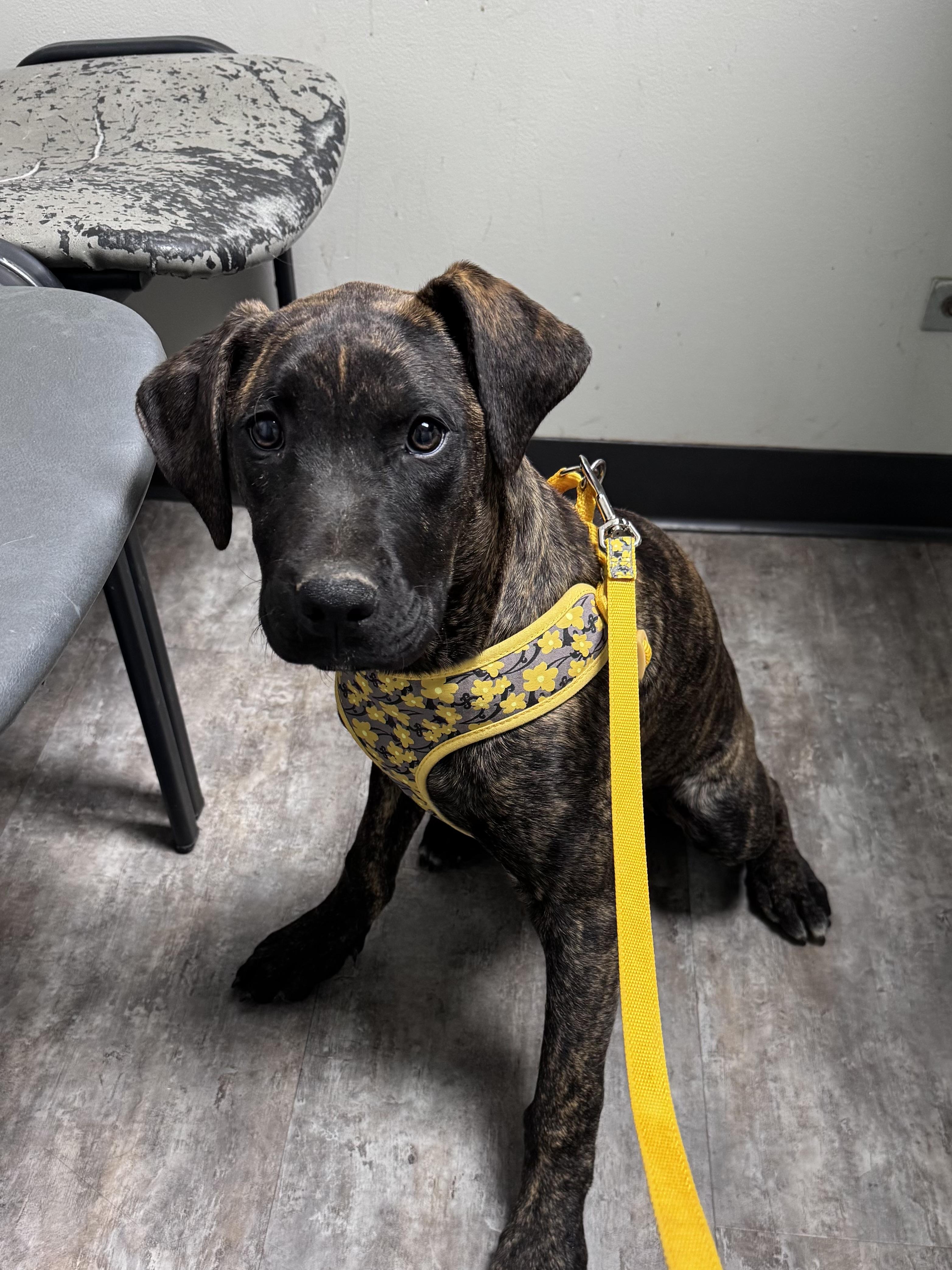 Enlarge Cora, an adopted mixed breed in Monroe, NC image 2/6