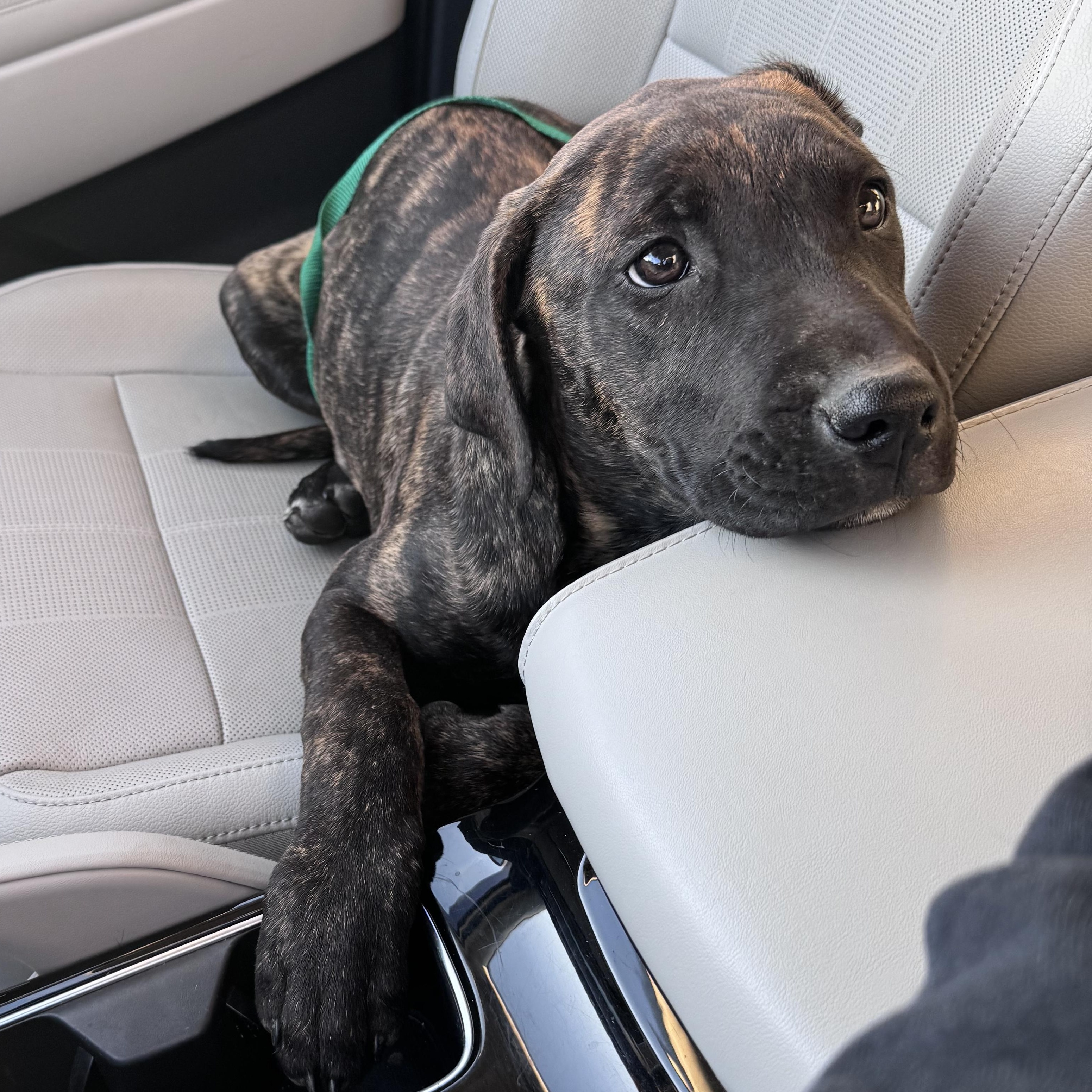 Enlarge Cora, a ADOPTABLE mixed breed in Monroe, NC image 1/4