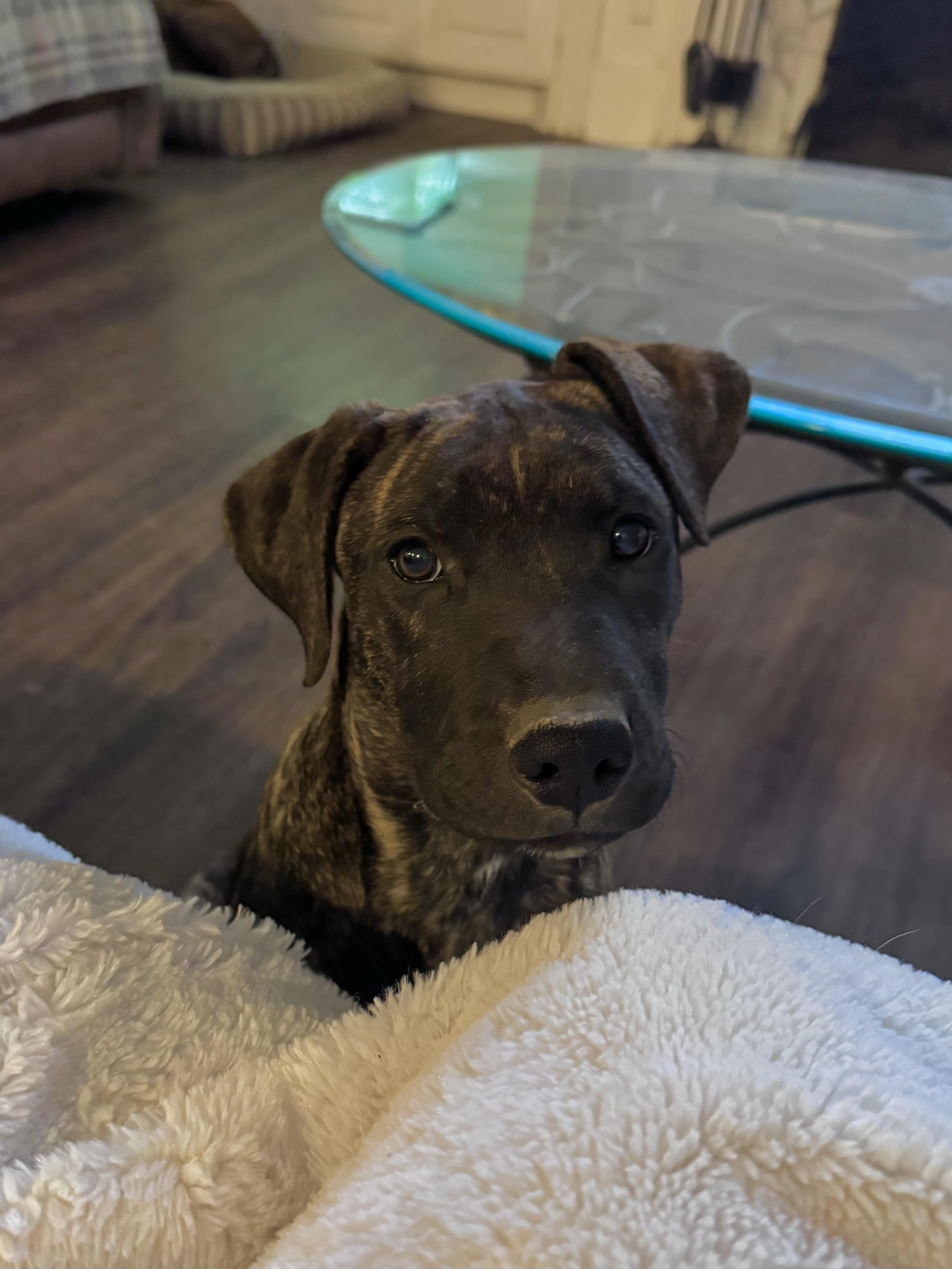 Enlarge Cora, a ADOPTABLE mixed breed in Monroe, NC image 2/4