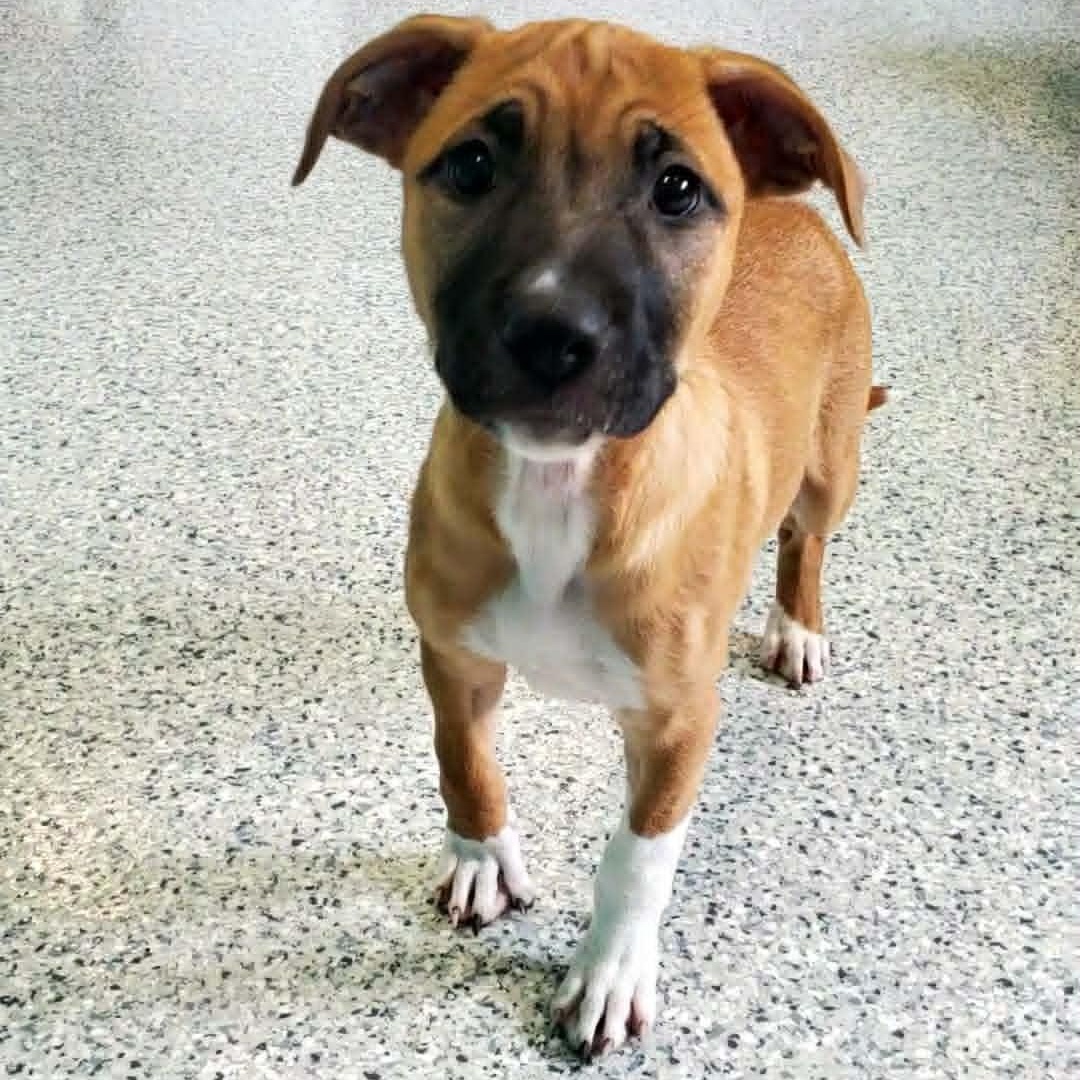 Ukelele, an adopted mixed breed in Hutchinson, MN image 3/3
