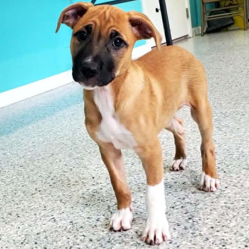 Ukelele, adopted, Puppy Female American Bully & Great Pyrenees.