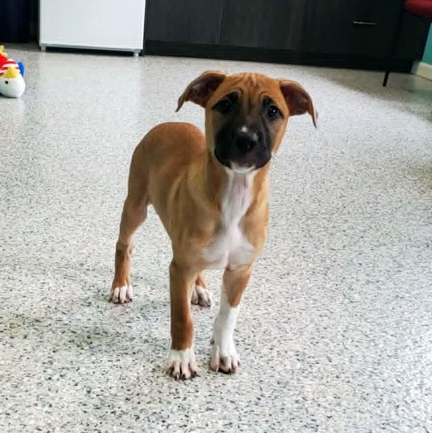 Ukelele, an adopted mixed breed in Hutchinson, MN image 2/3