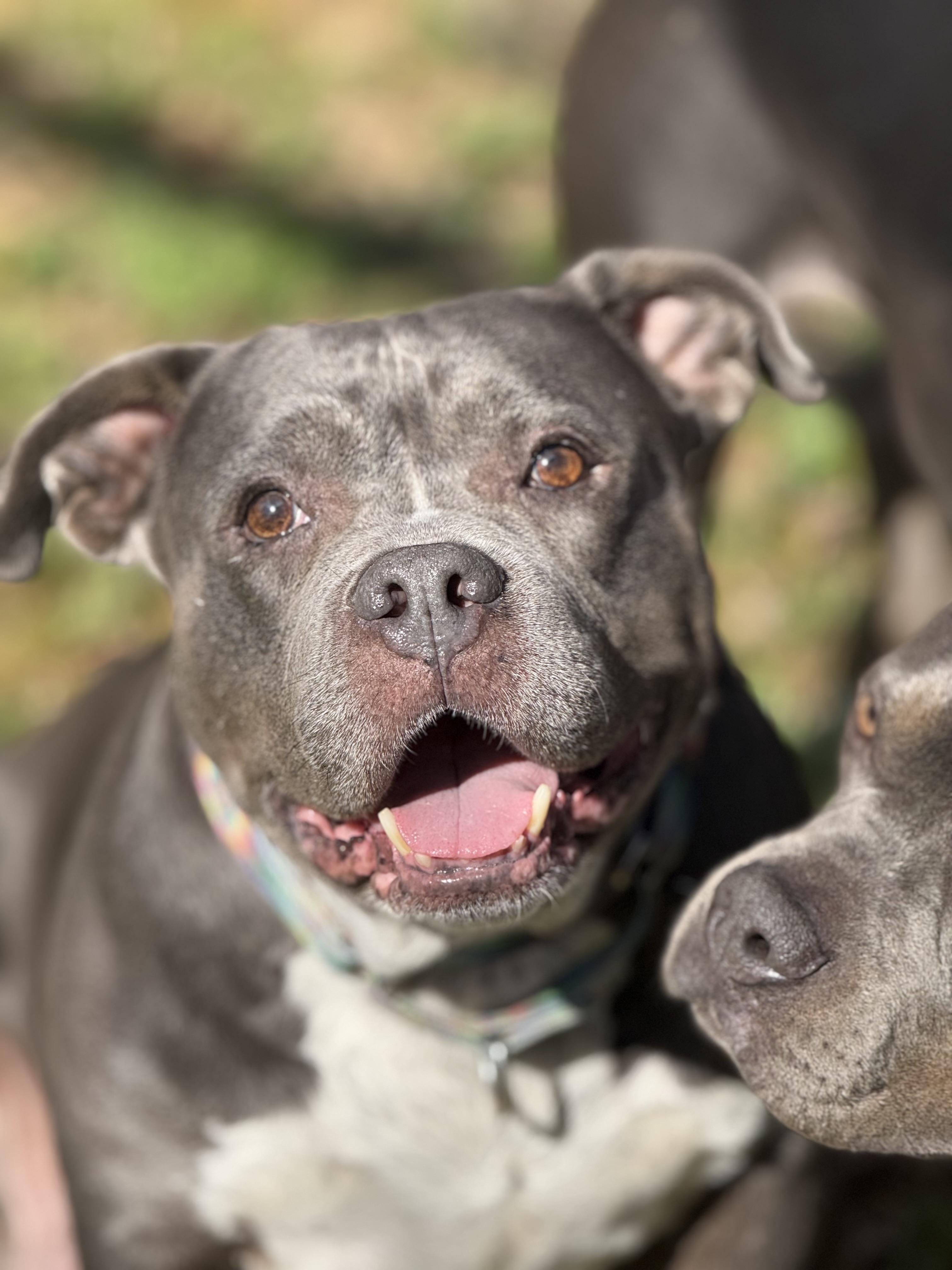 Addie, ADOPTABLE, Adult Female American Bully.