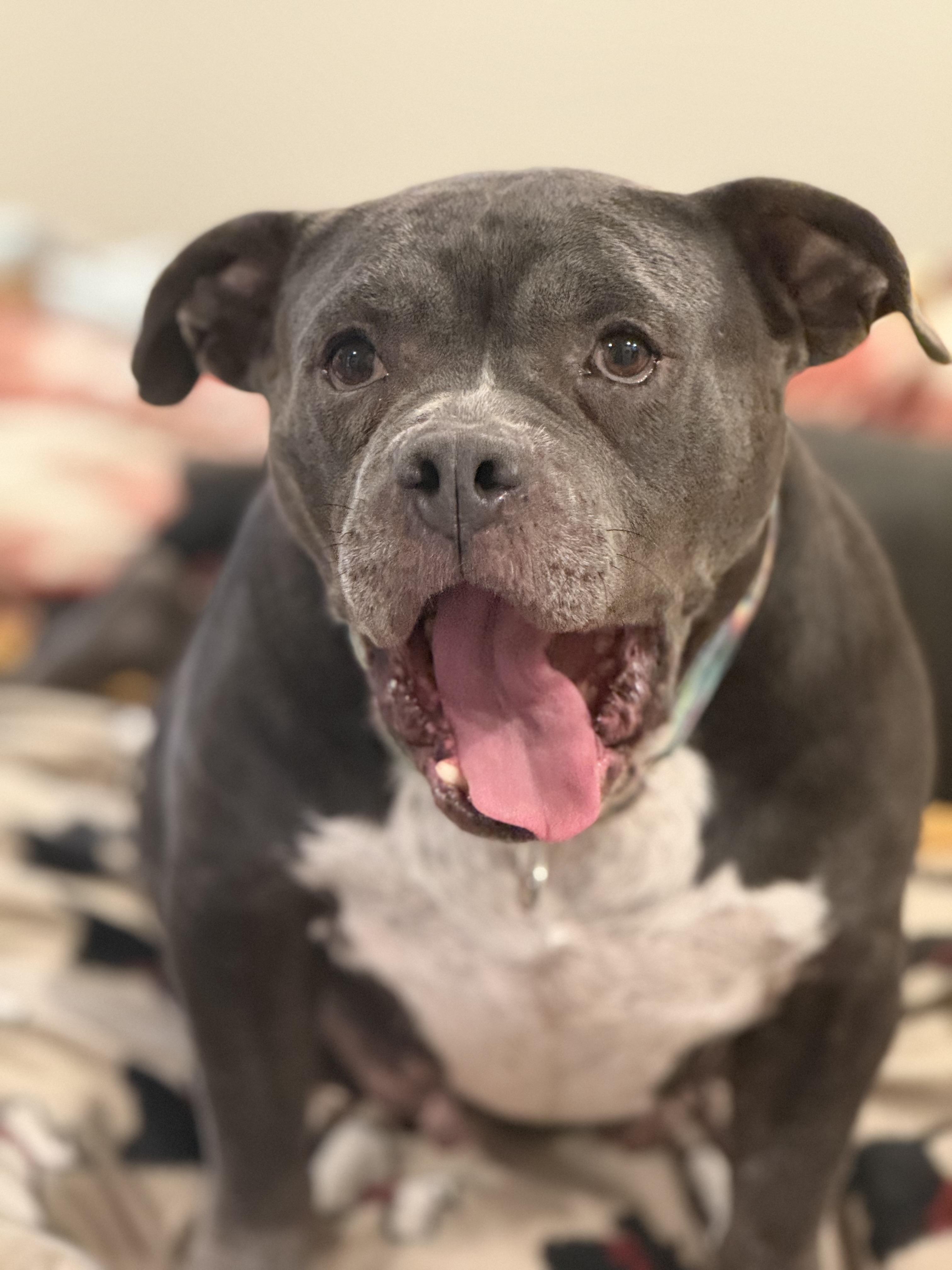 Addie, ADOPTABLE, Adult Female American Bully.