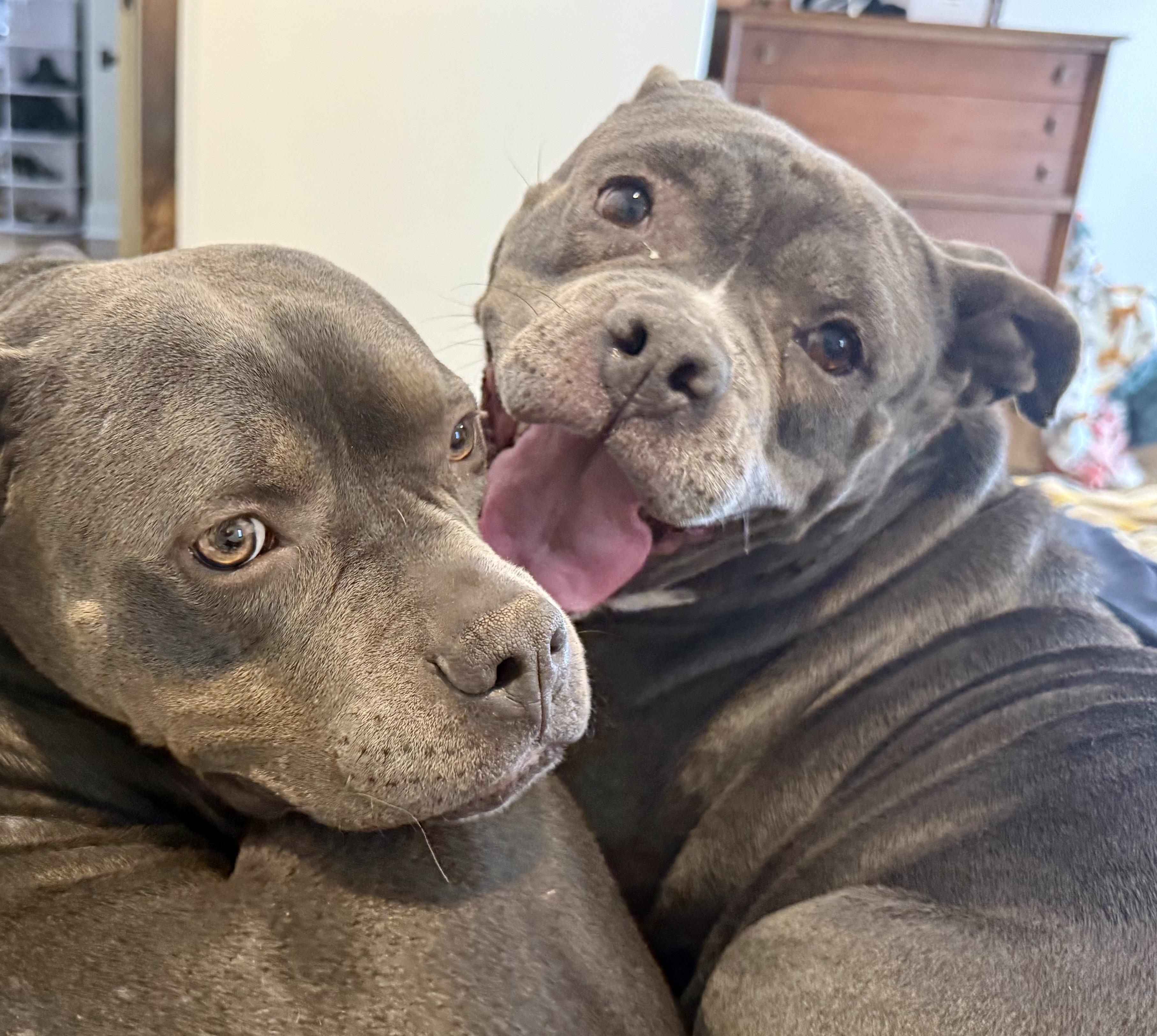 Enlarge Addie, a ADOPTABLE American Bully in Knoxville, TN image 3/6