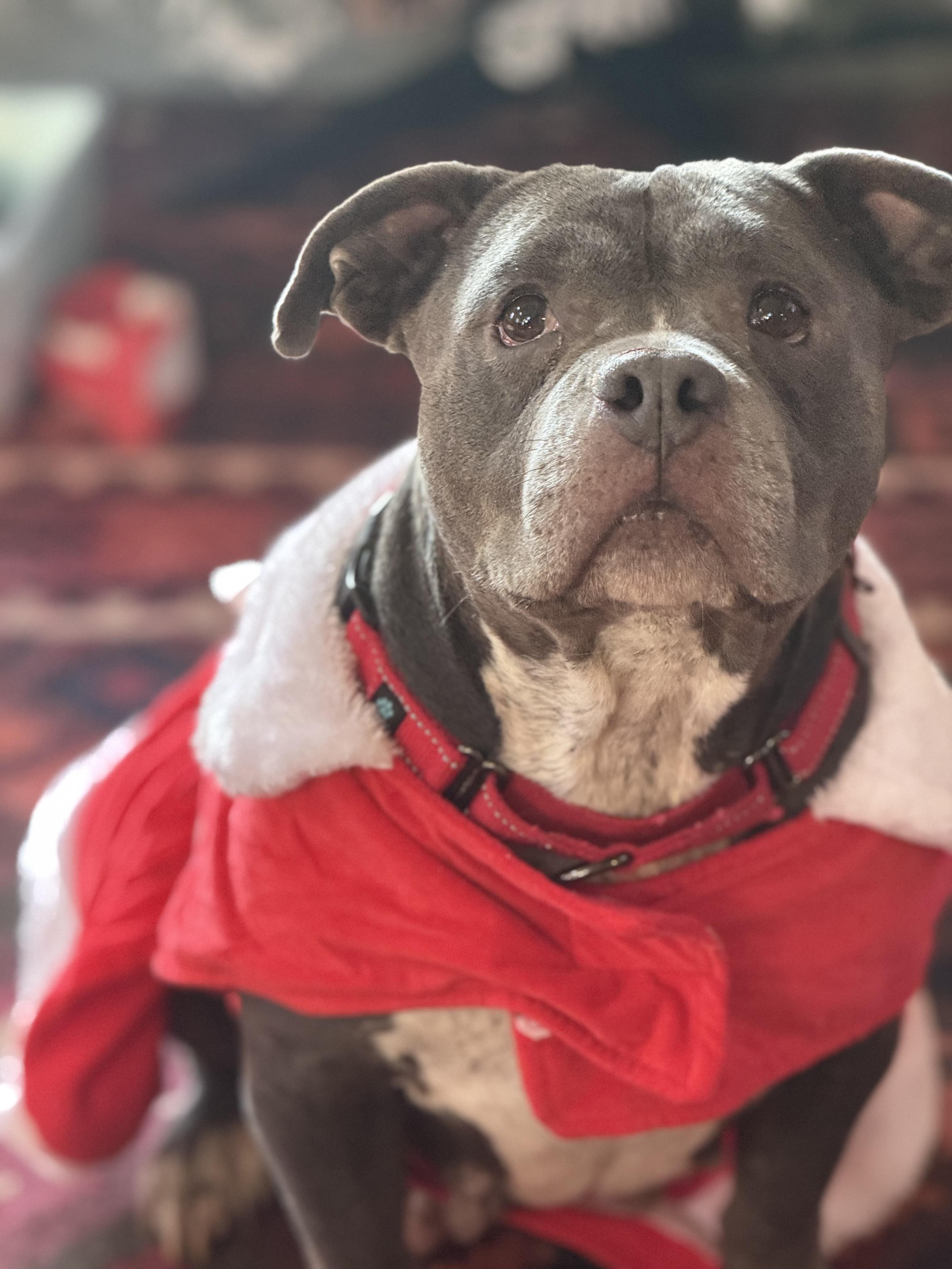 Enlarge Addie, a ADOPTABLE American Bully in Knoxville, TN image 1/5