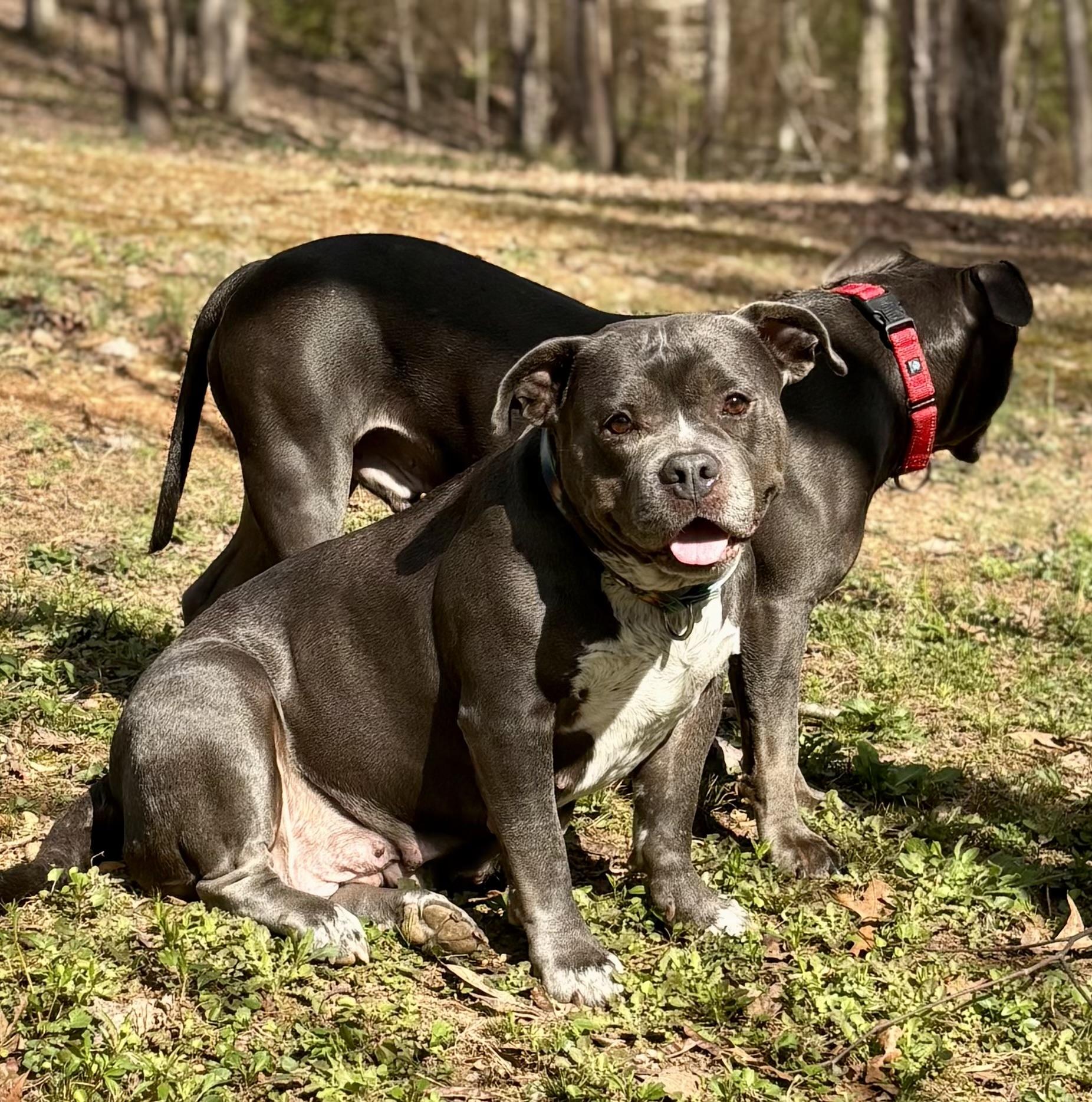 Enlarge Addie, a ADOPTABLE American Bully in Knoxville, TN image 3/6