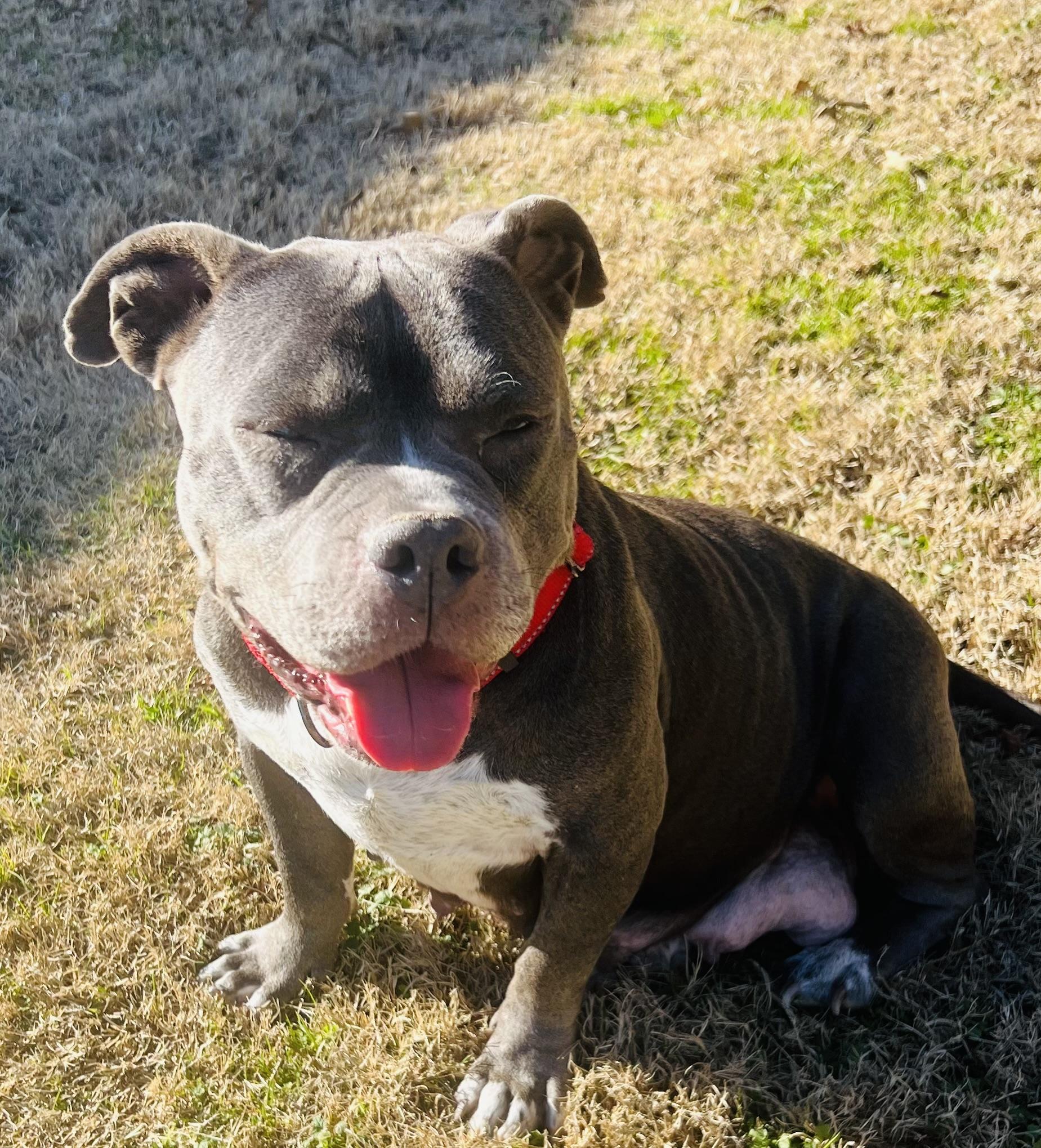 Enlarge Addie, a ADOPTABLE American Bully in Knoxville, TN image 2/5