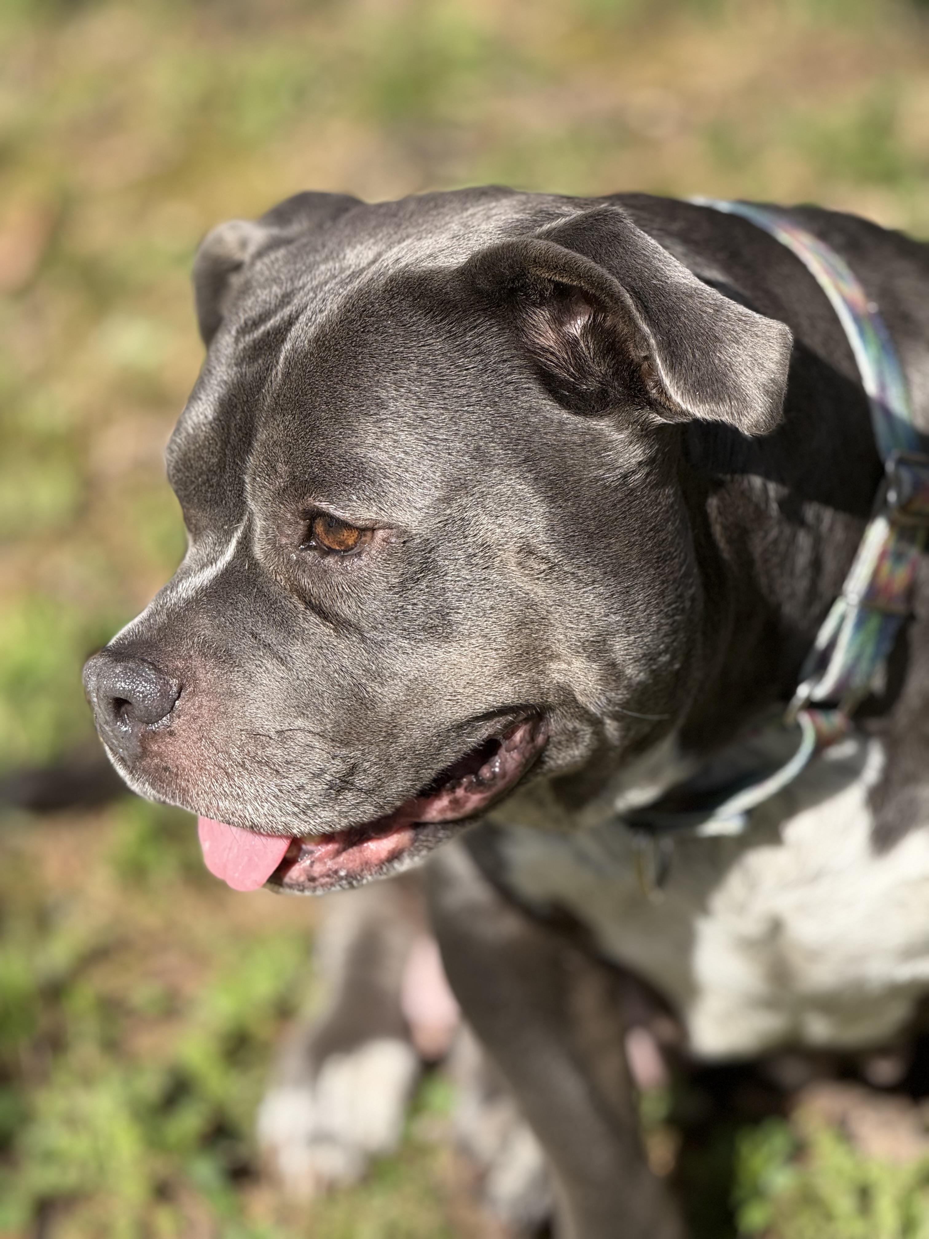 Enlarge Addie, a ADOPTABLE American Bully in Knoxville, TN image 2/6