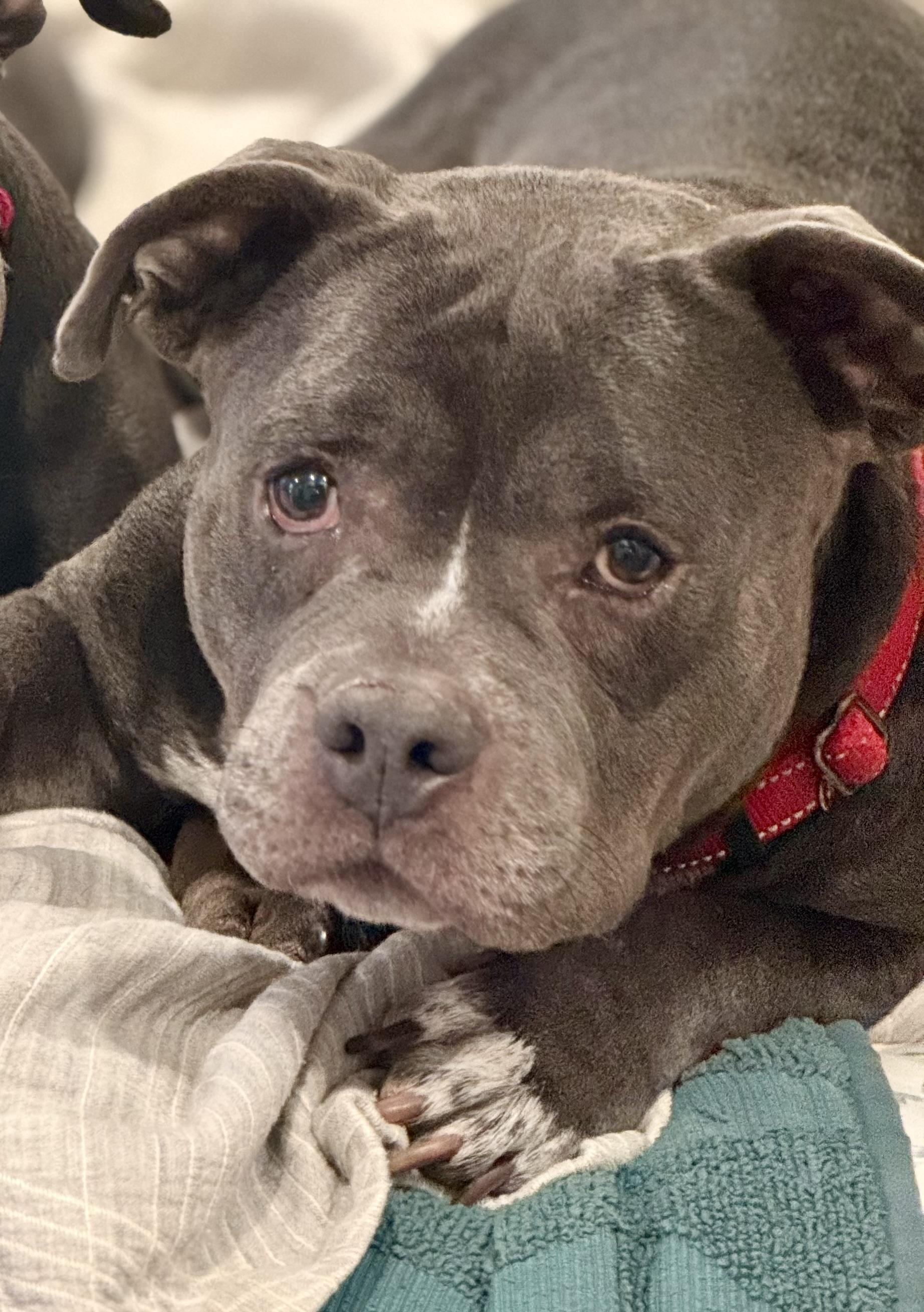 Addie, ADOPTABLE, Adult Female American Bully.