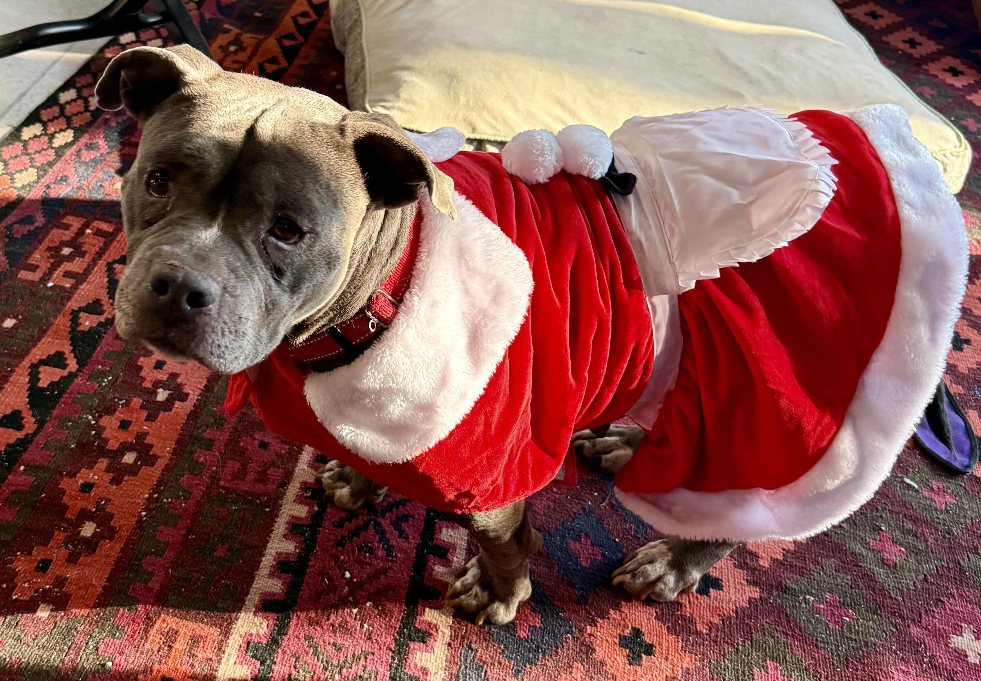 Enlarge Addie, a ADOPTABLE American Bully in Knoxville, TN image 4/5