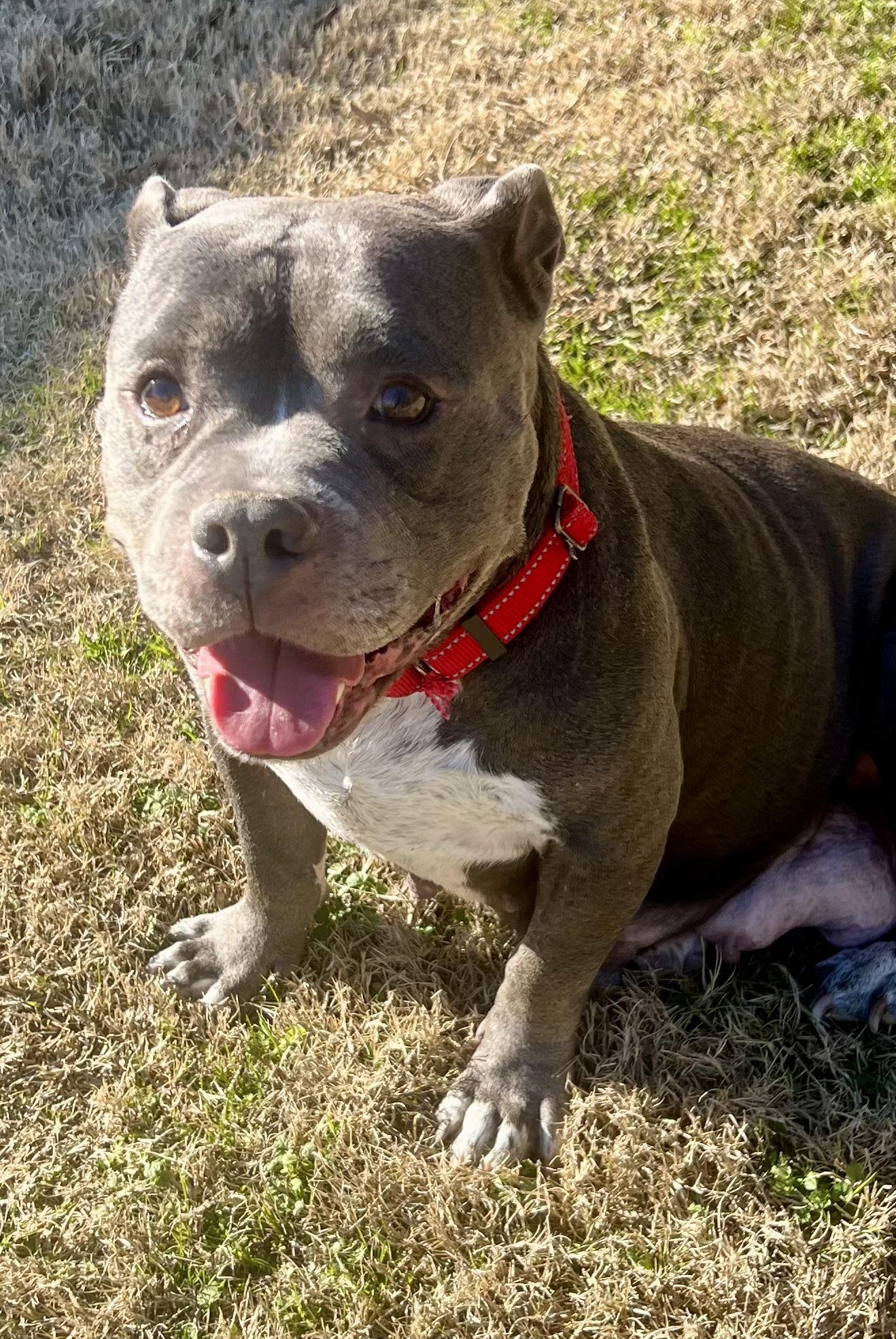 Enlarge Addie, a ADOPTABLE American Bully in Knoxville, TN image 3/5