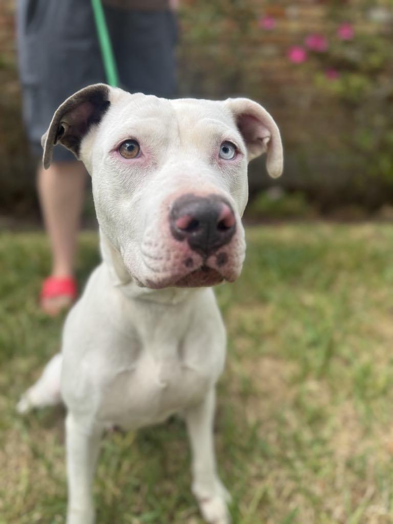 Enlarge Gale, a Adoptable mixed breed in Albany, NY image 6/6