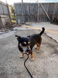 Enlarge Slater, a ADOPTABLE Chihuahua in Plano, TX image 5/5