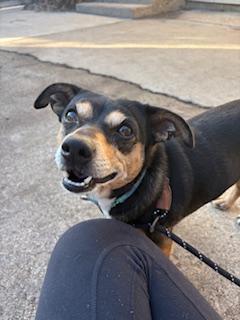 Enlarge Slater, a ADOPTABLE Chihuahua in Plano, TX image 3/5