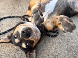 Enlarge Slater, a ADOPTABLE Chihuahua in Plano, TX image 2/5