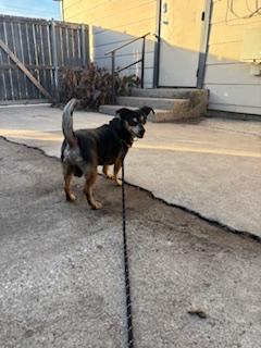 Enlarge Slater, a ADOPTABLE Chihuahua in Plano, TX image 1/5