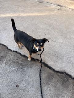 Enlarge Slater, a ADOPTABLE Chihuahua in Plano, TX image 4/5
