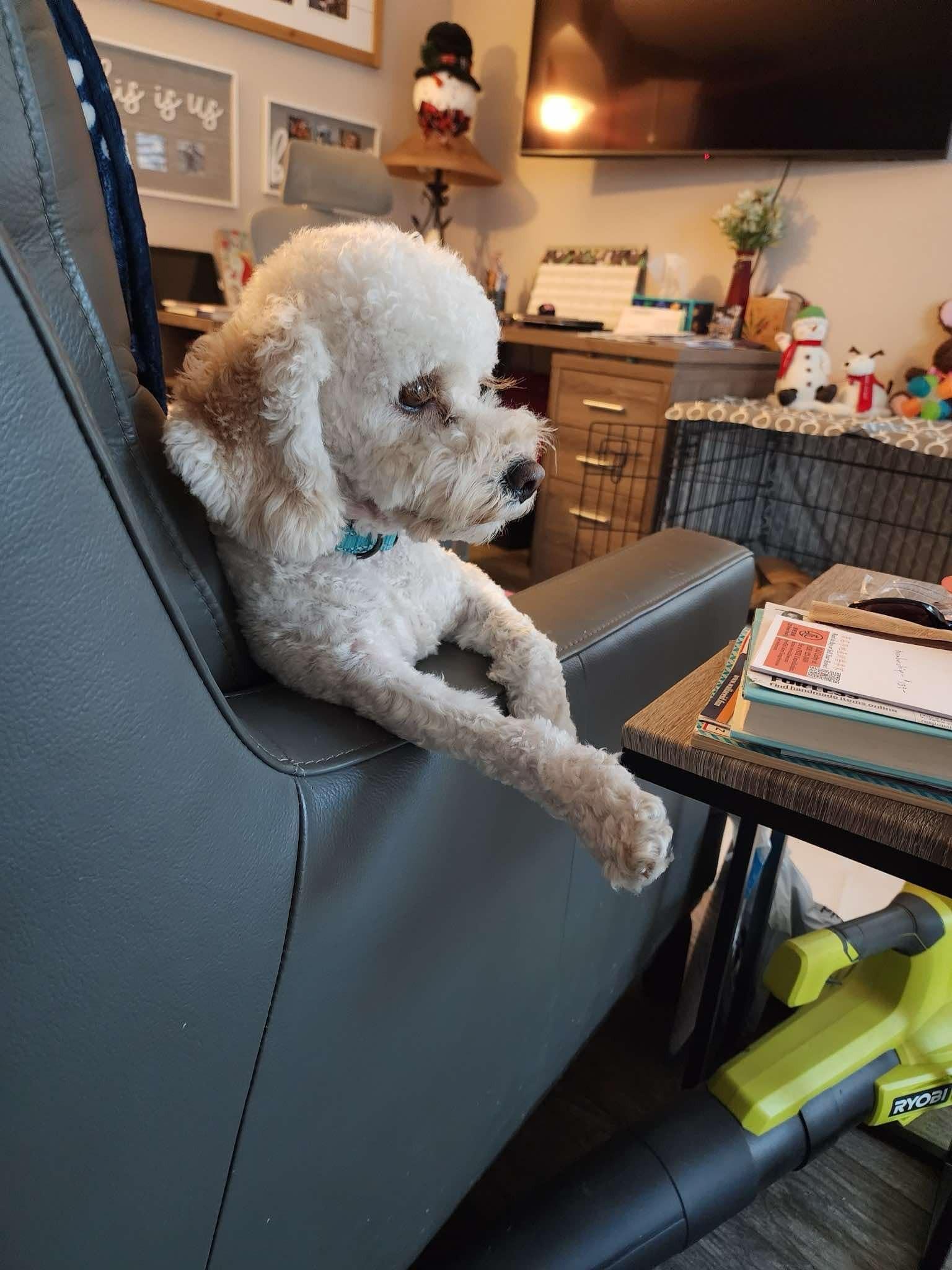 Enlarge BOMI, a Adopted Poodle in La Verne, CA image 3/4