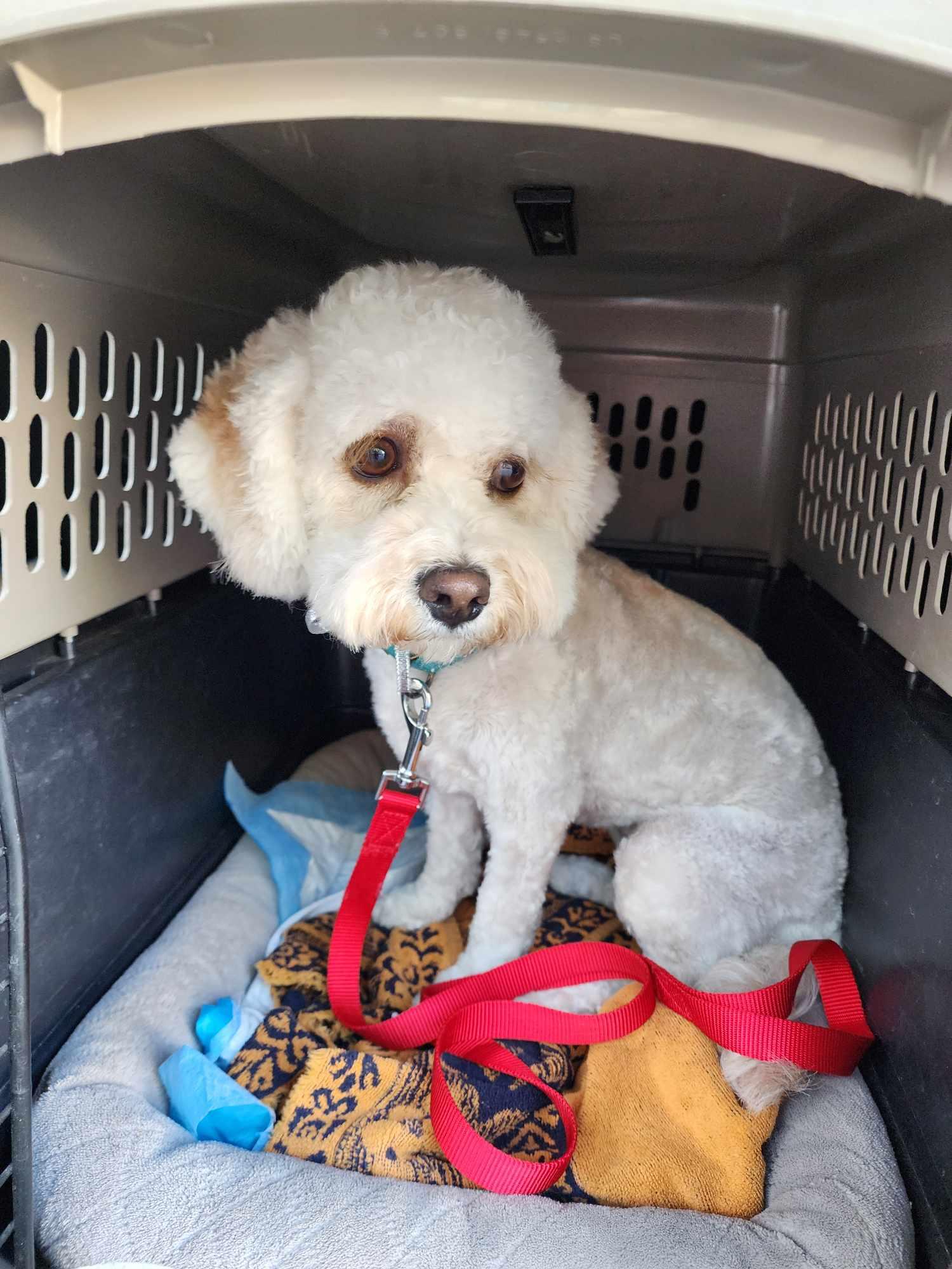 Enlarge BOMI, a Adopted Poodle in La Verne, CA image 4/4