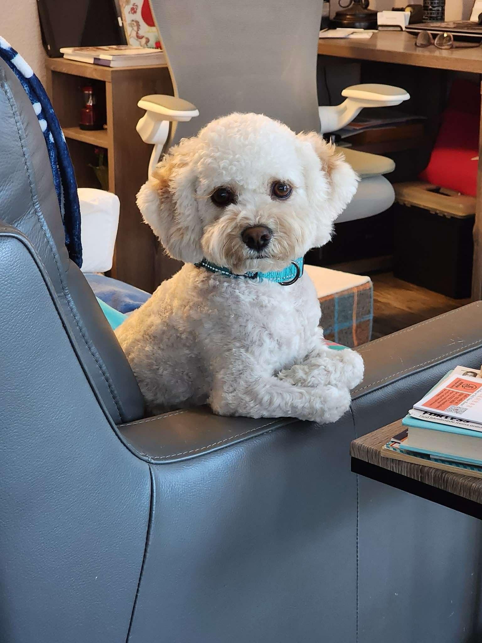 BOMI, Adopted, Young Female Poodle.