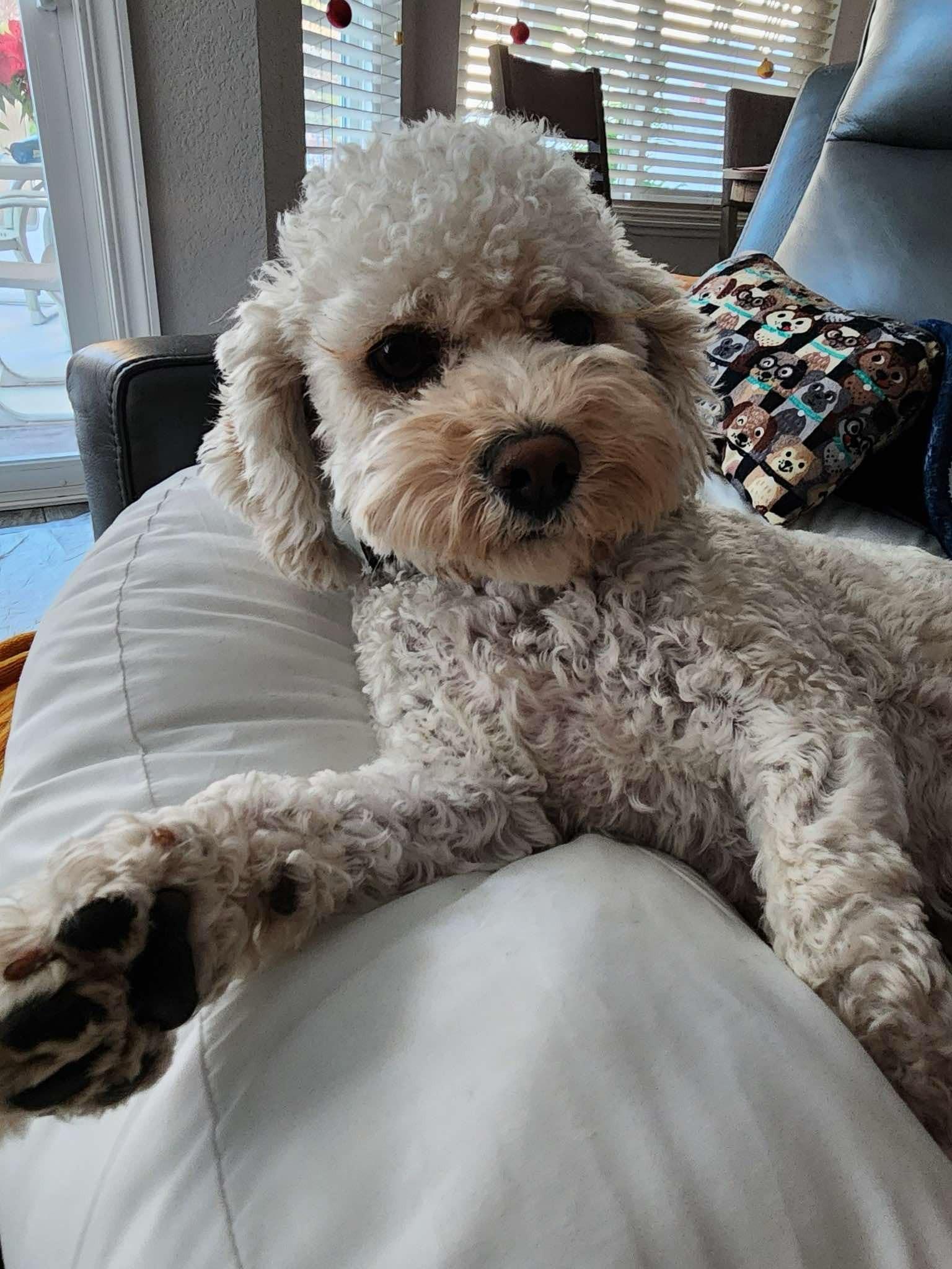 Enlarge BOMI, a Adopted Poodle in La Verne, CA image 2/4