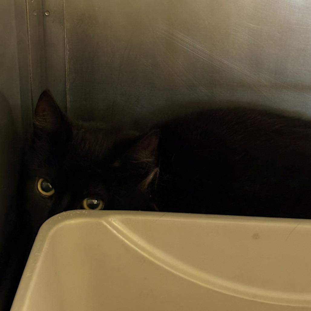 Big Boy, Adoptable, Young Male Domestic Short Hair.