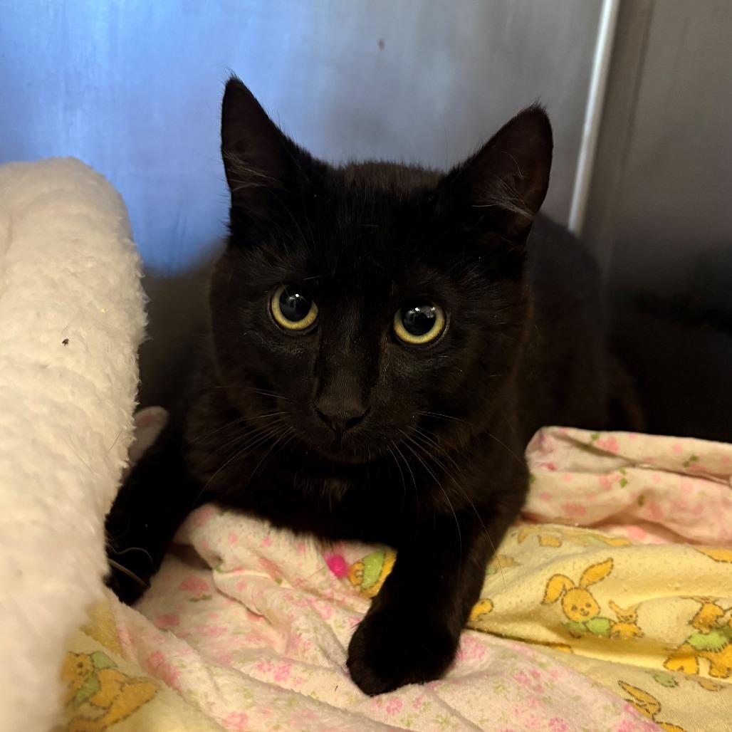 Enlarge Big Boy, a Adoptable Domestic Short Hair in Chehalis, WA image 2/2