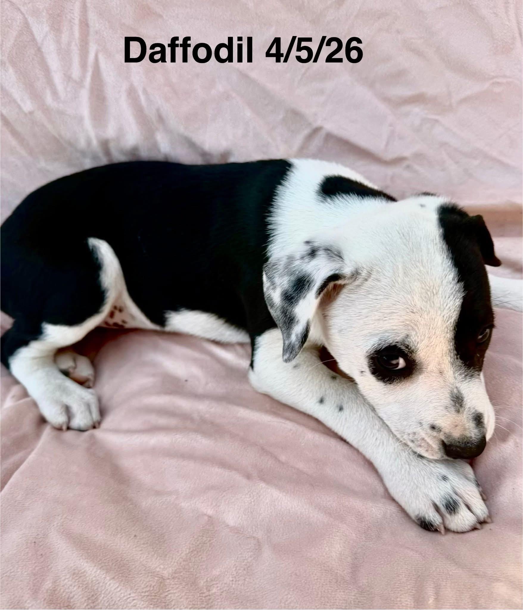 Daffodil, ADOPTABLE, Puppy Female Staffordshire Bull Terrier & Shepherd.