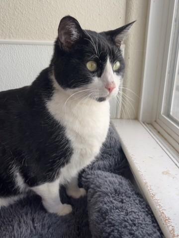 Essek, Adoptable, Adult Male Domestic Short Hair.