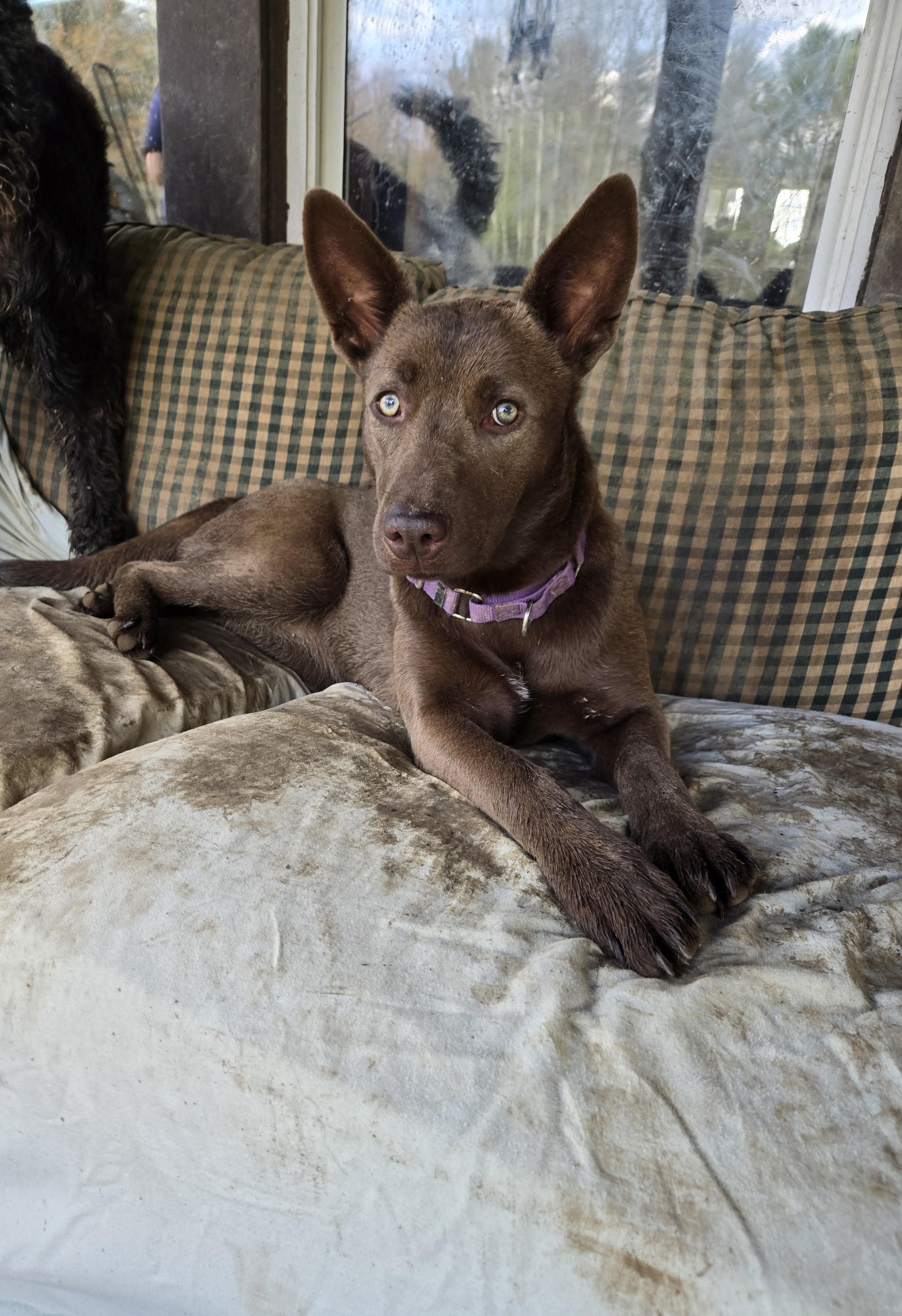 Enlarge Sadys , a Adoptable mixed breed in Friendship, NY image 2/3