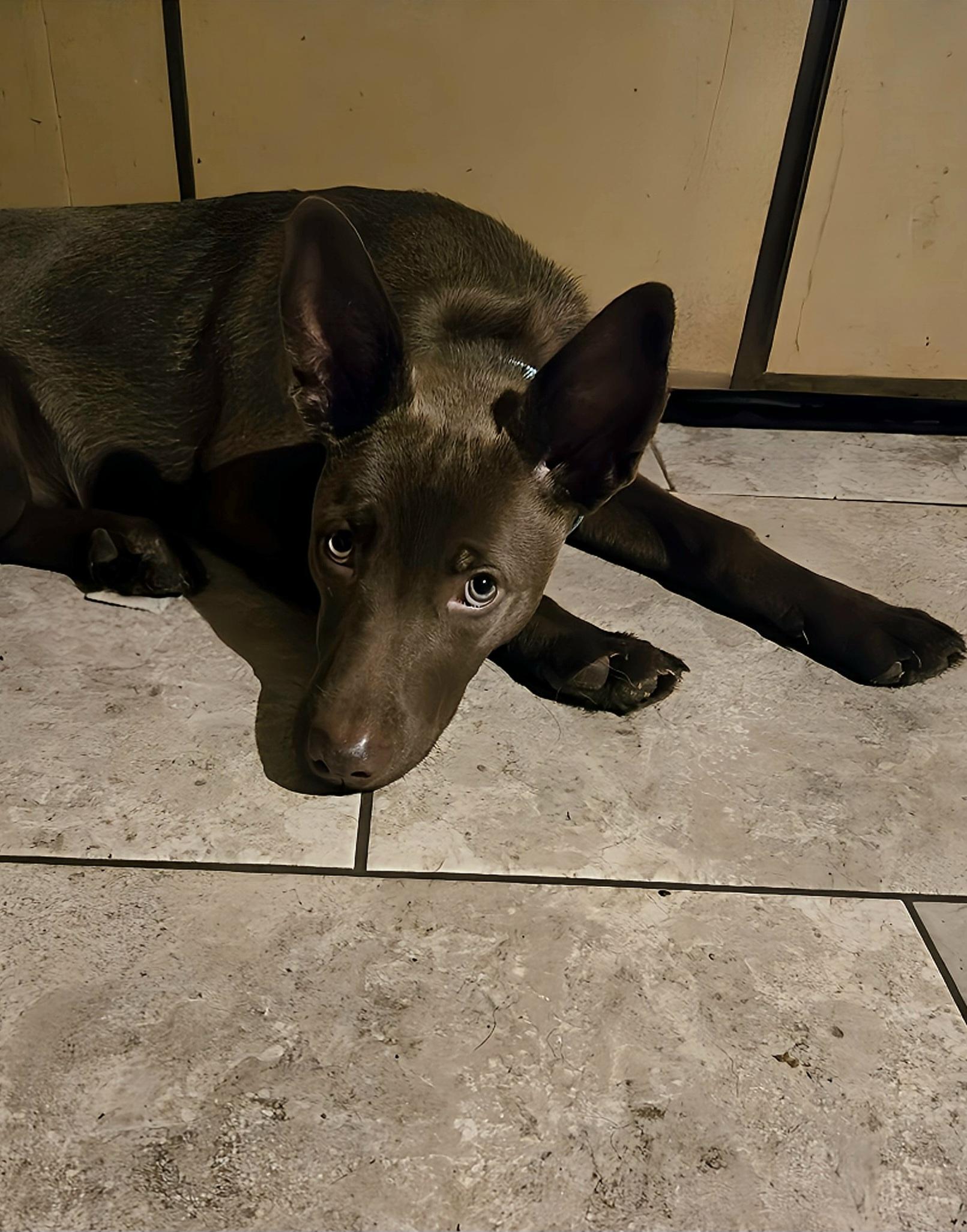 Enlarge Sadys , a Adoptable mixed breed in Friendship, NY image 3/3