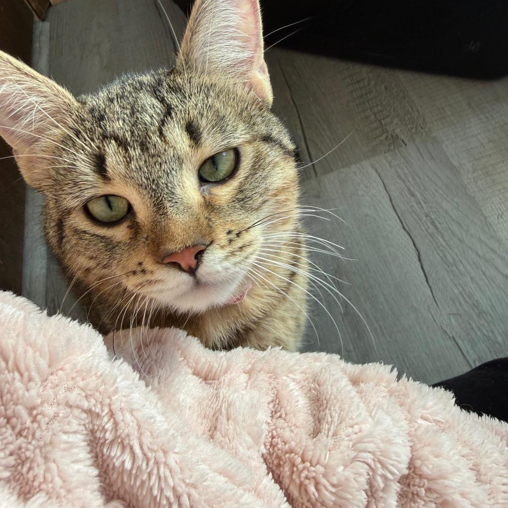 Chai, Adoptable, Young Male Domestic Short Hair.